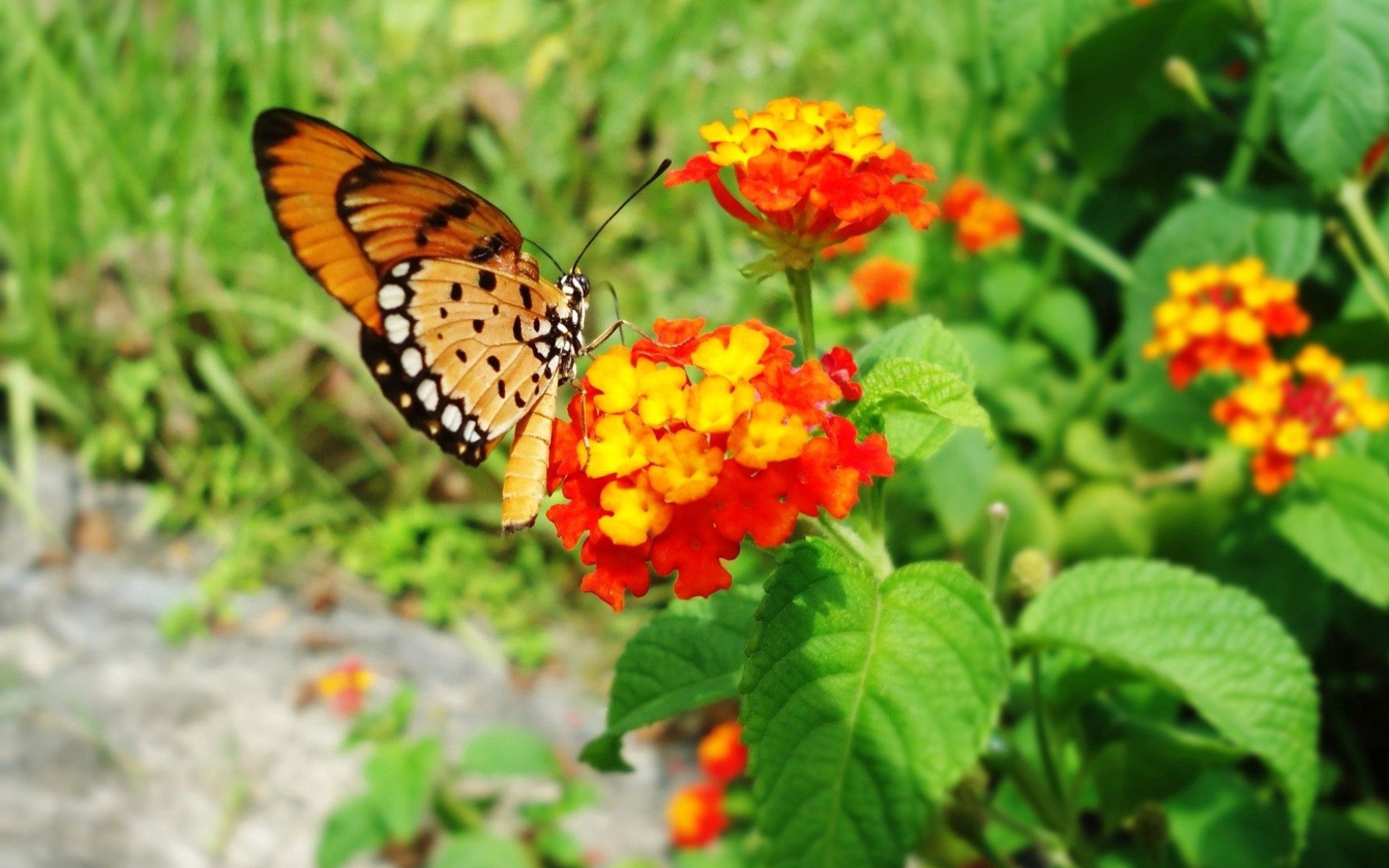 150894 descargar imagen flores, hojas, brillante, macro, mariposa, volar, para volar: fondos de pantalla y protectores de pantalla gratis