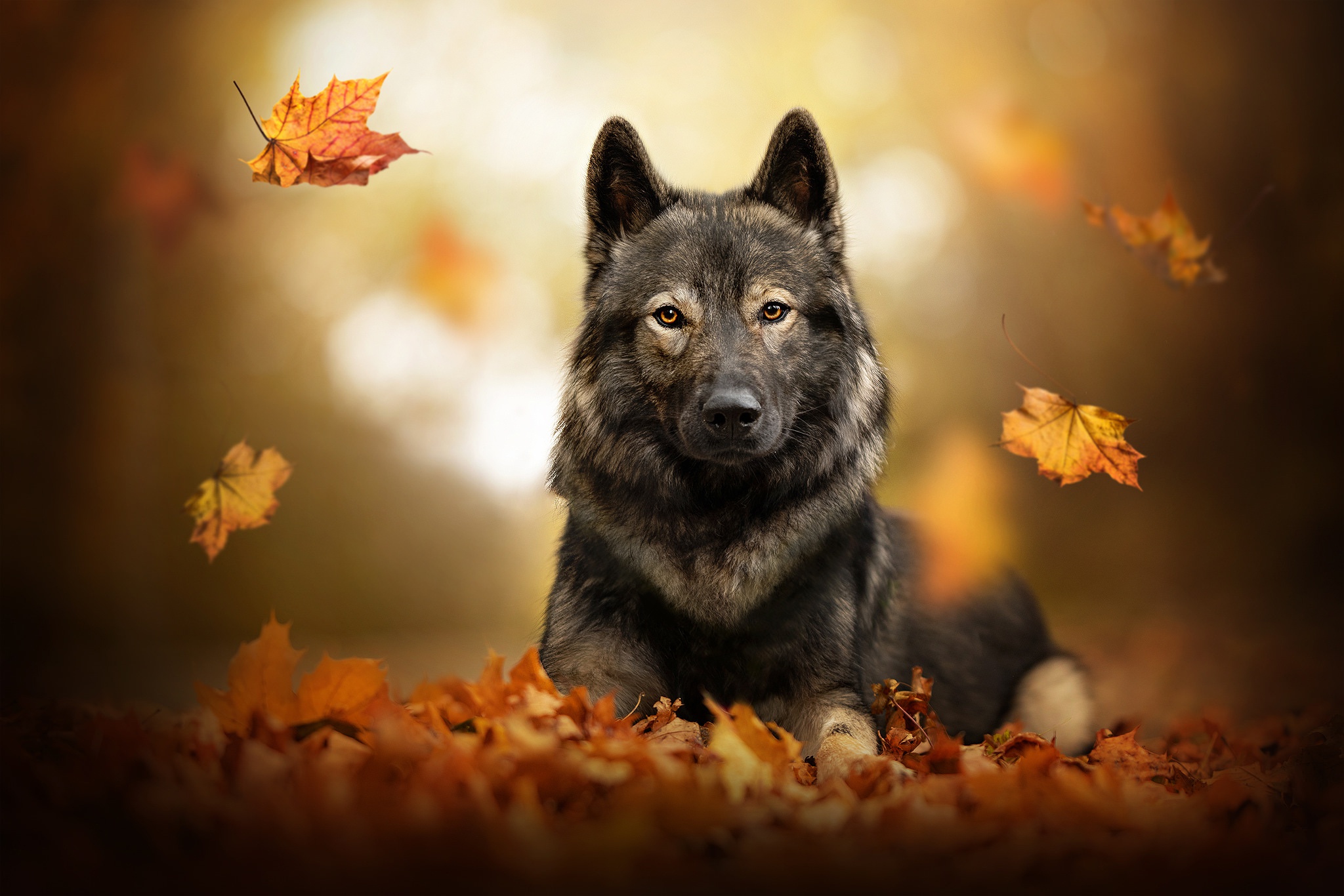 Download mobile wallpaper Dogs, Dog, Leaf, Animal for free.
