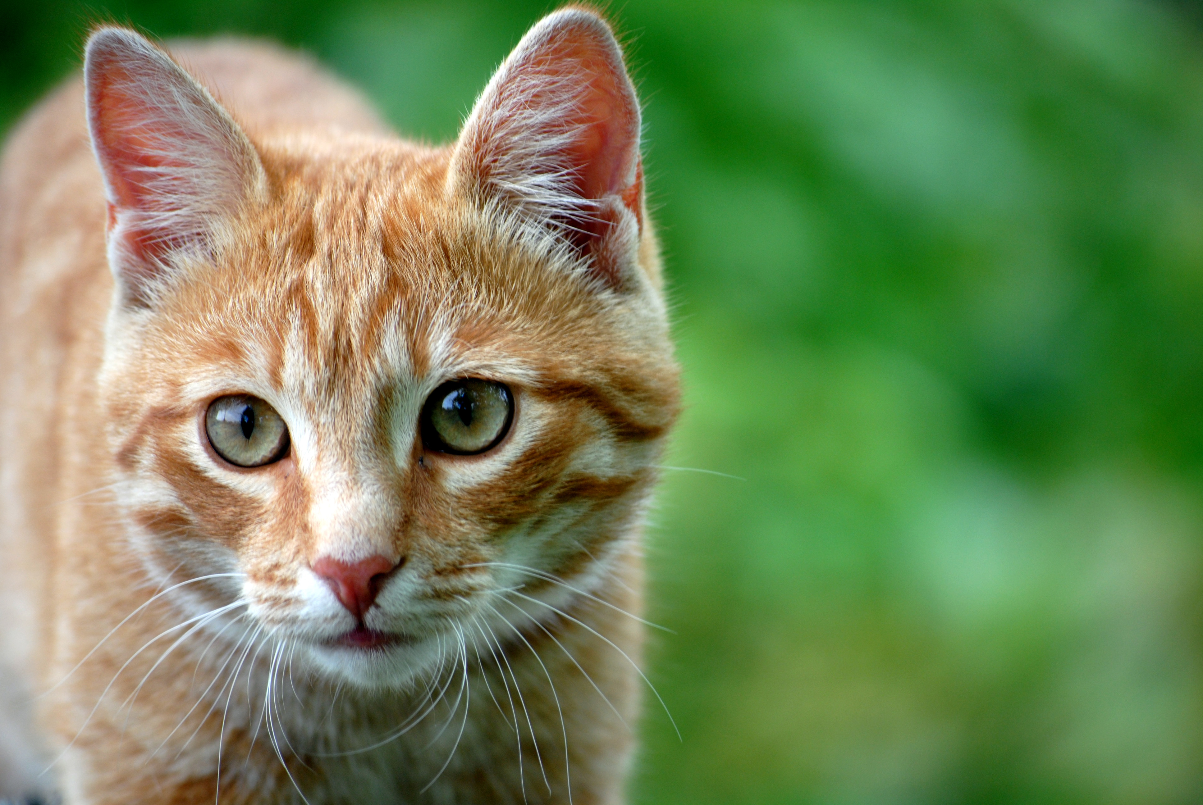 Téléchargez gratuitement l'image Animaux, Chats, Chat, Fermer sur le bureau de votre PC