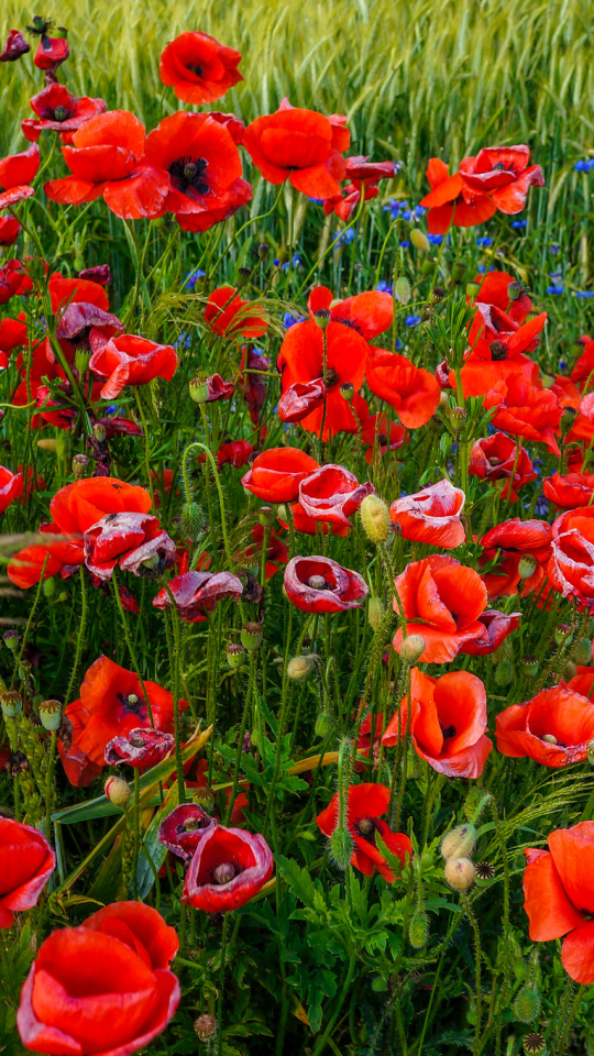 Descarga gratuita de fondo de pantalla para móvil de Flores, Hierba, Tierra, Campo, Césped, Prado, Amapola, Flor Roja, Tierra/naturaleza.