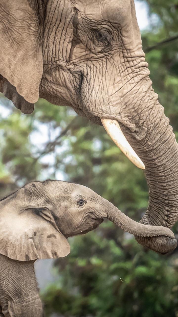 Téléchargez des papiers peints mobile Animaux, Éléphant, Éléphants, Bébé Animal, Éléphant De Savane D'afrique, Eléphant gratuitement.