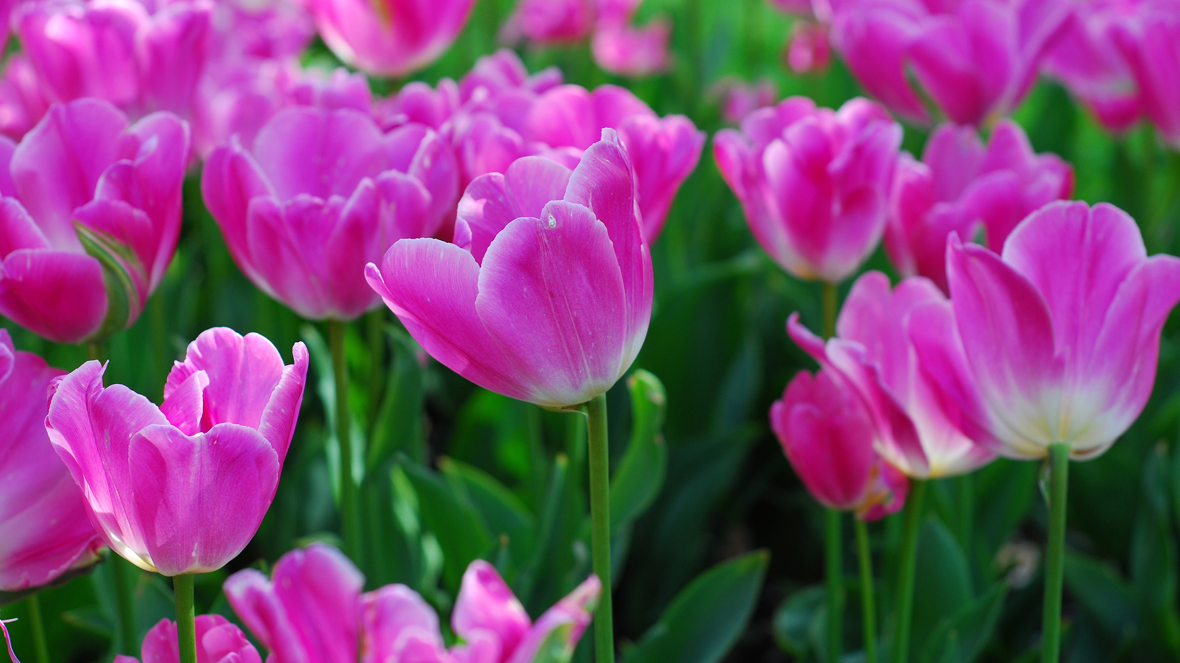 350586 télécharger l'image terre/nature, tulipe, fleur, fleur rose, fleurs - fonds d'écran et économiseurs d'écran gratuits