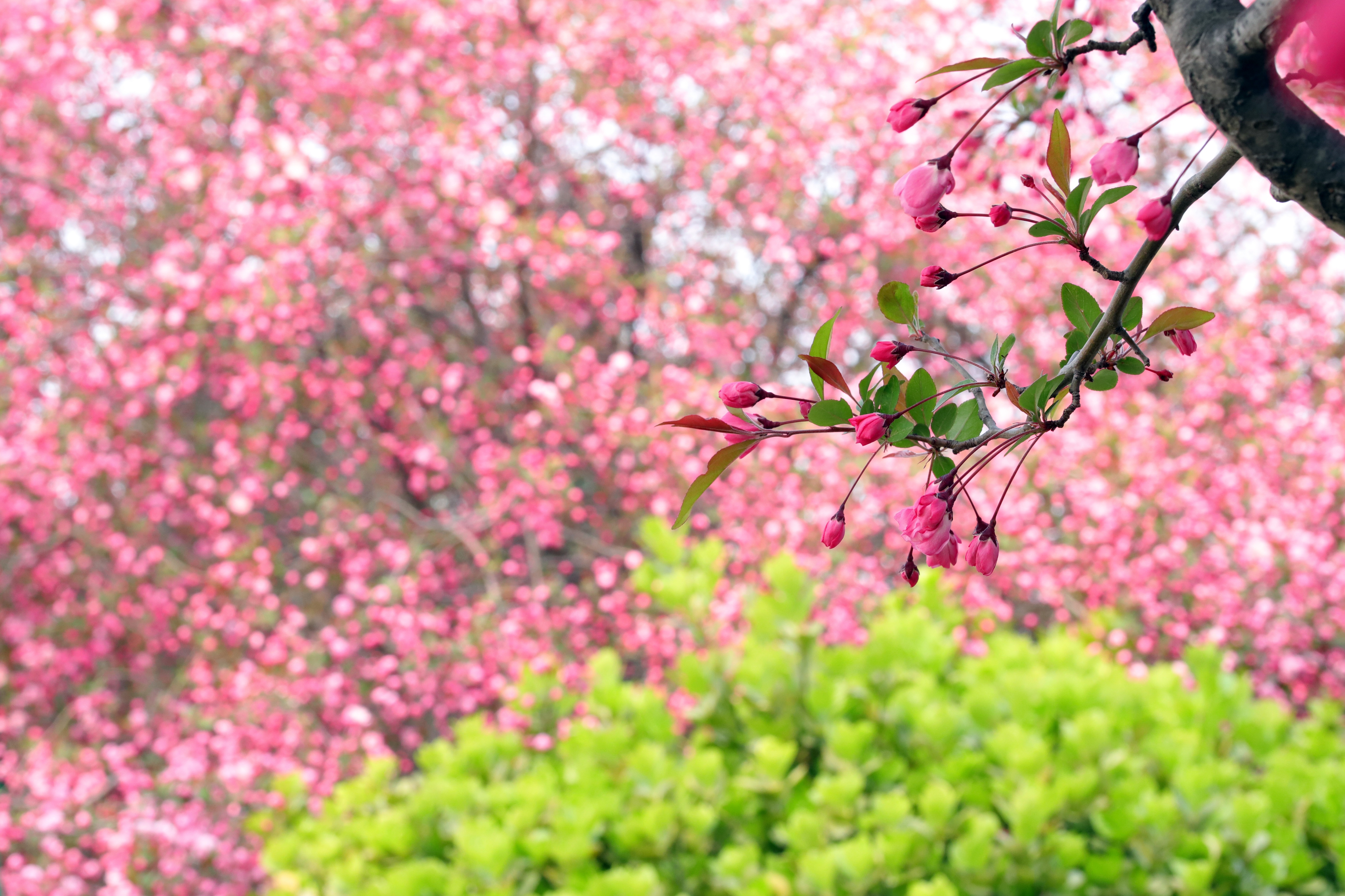 Download mobile wallpaper Flowers, Branch, Earth, Spring, Blossom, Apple Blossom for free.