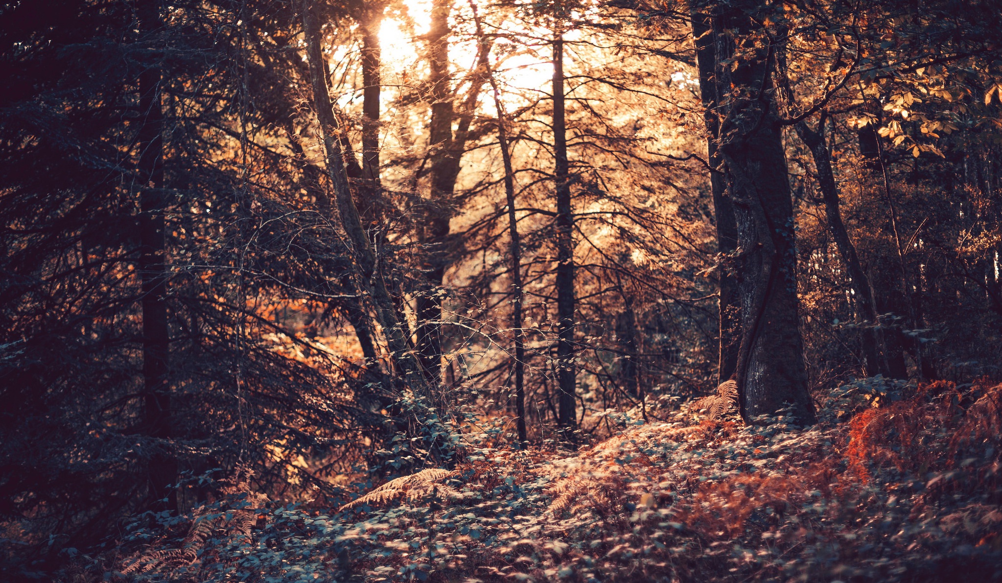 Descarga gratis la imagen Naturaleza, Bosque, Árbol, Soleado, Tierra/naturaleza en el escritorio de tu PC