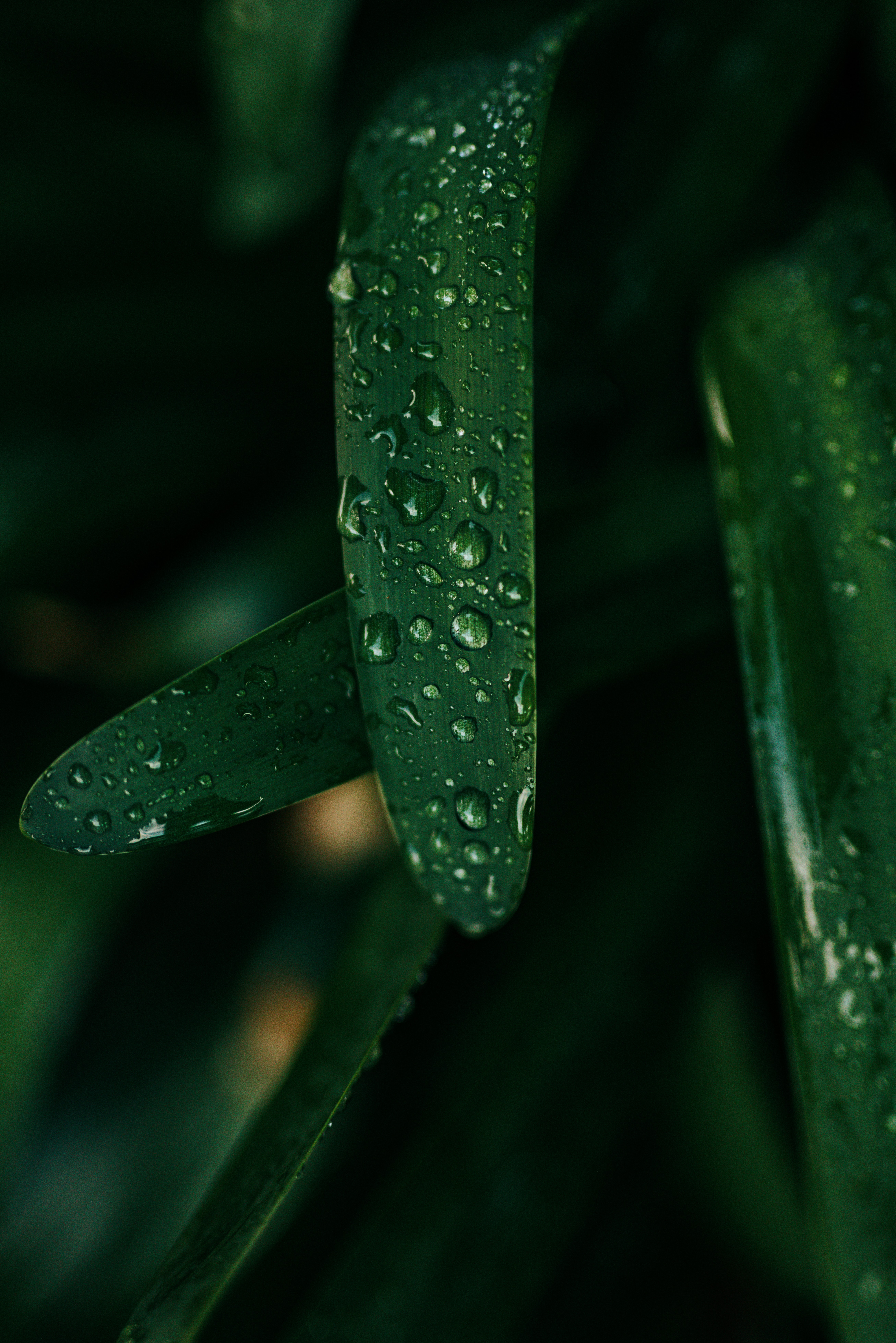 Download mobile wallpaper Grass, Macro, Wet, Drops for free.