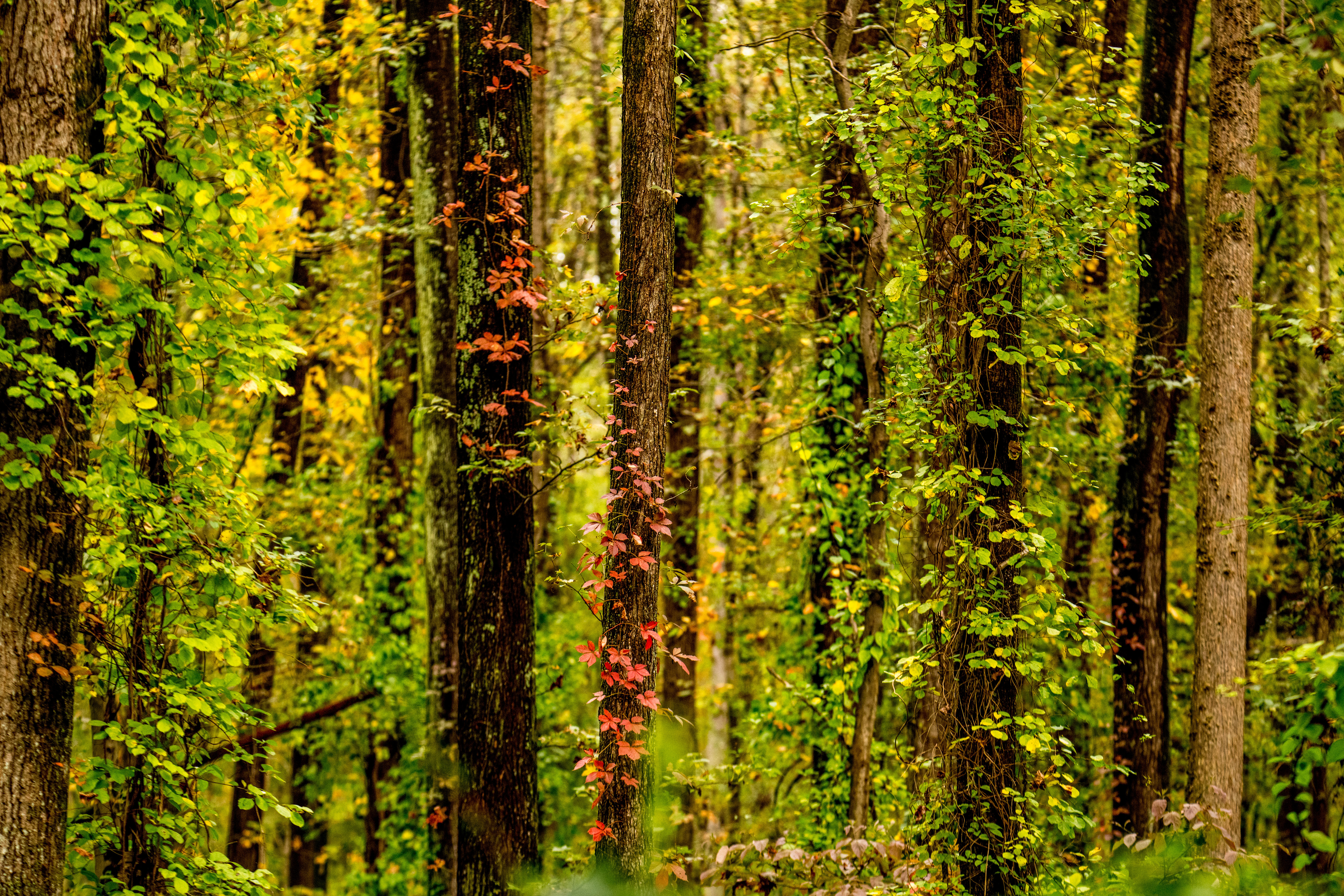 Скачать обои бесплатно Плющ, Деревья, Лес, Природа, Осень картинка на рабочий стол ПК