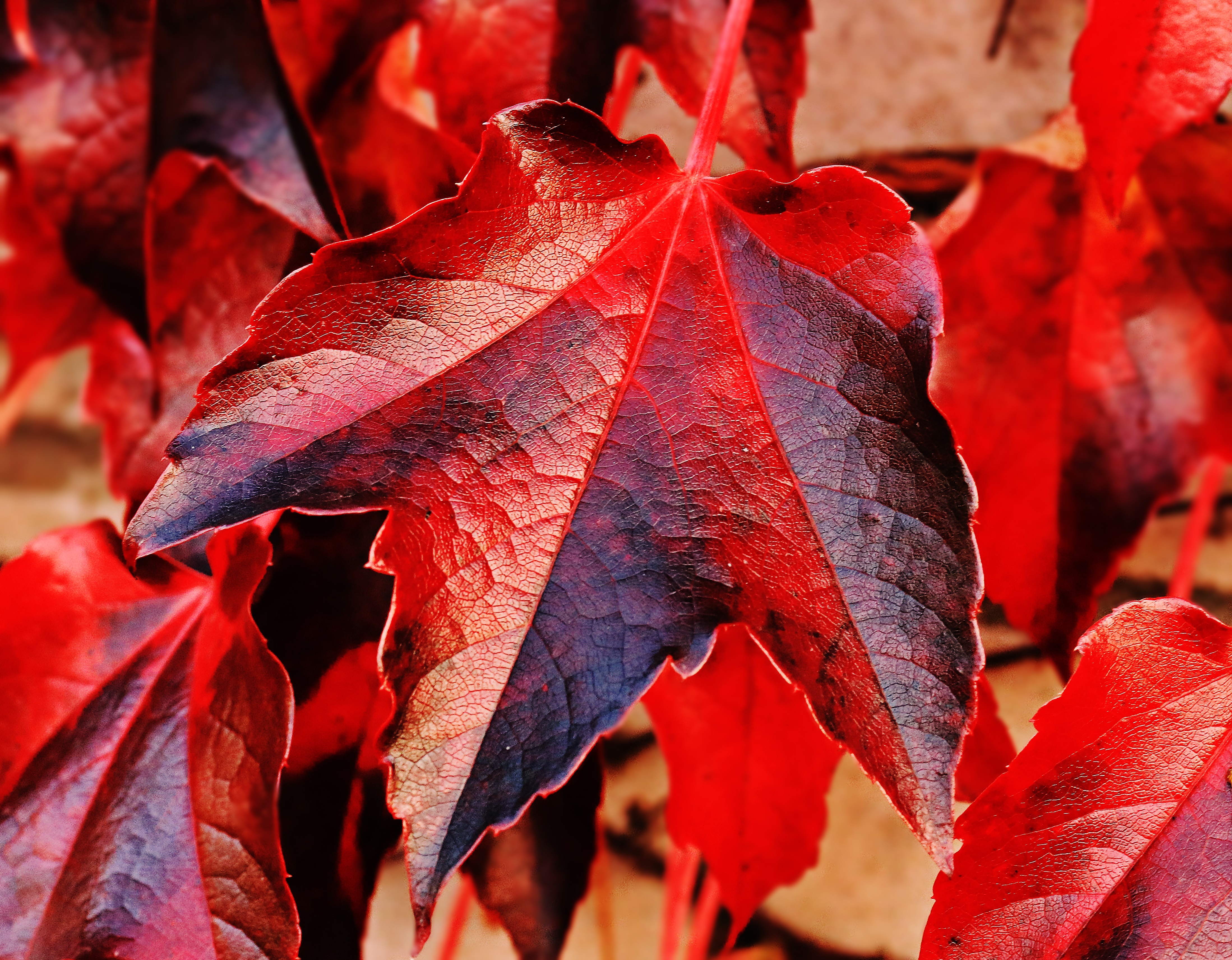 Laden Sie das Natur, Herbst, Blatt, Nahansicht, Erde/natur-Bild kostenlos auf Ihren PC-Desktop herunter