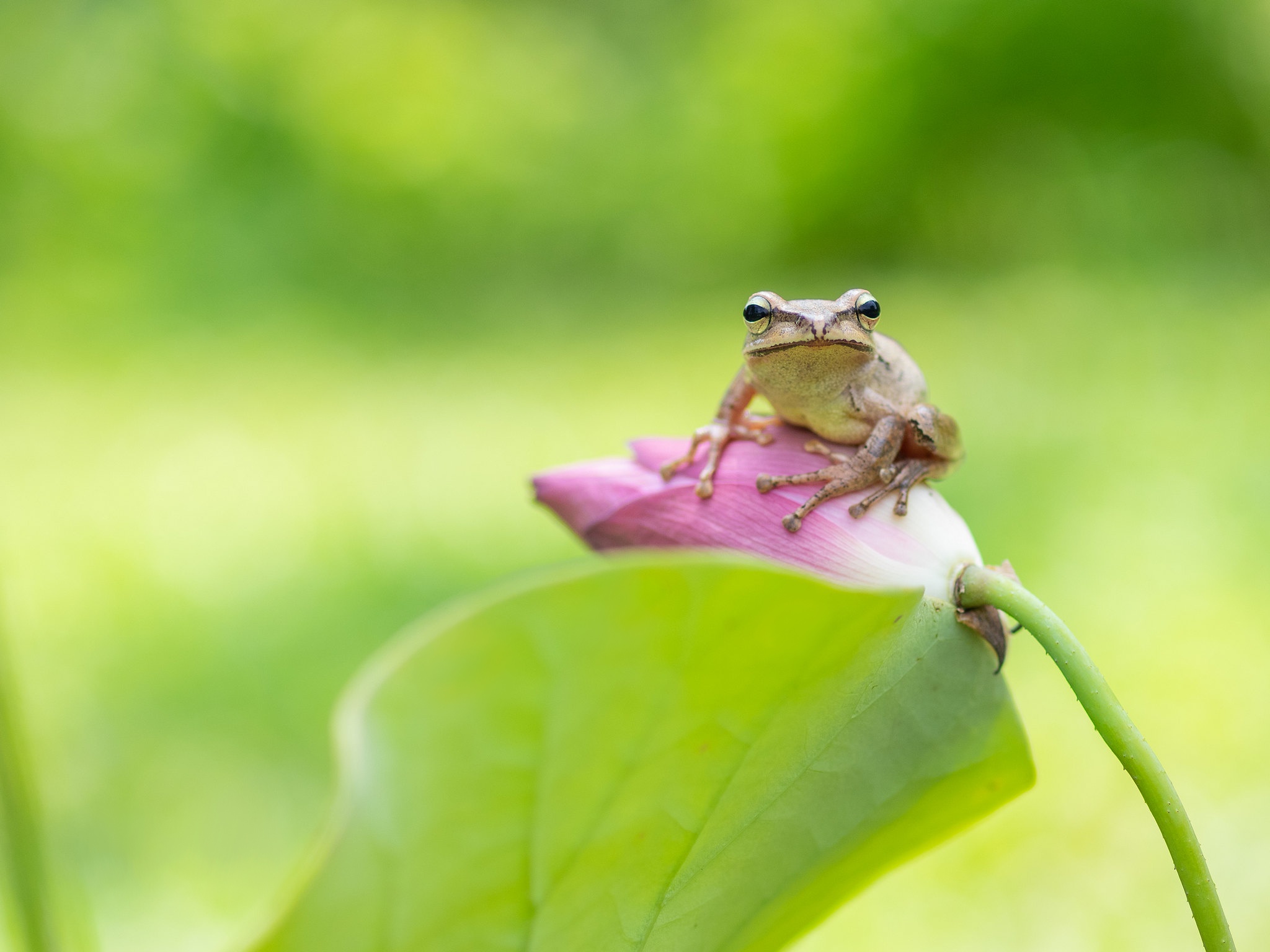Free download wallpaper Lotus, Frogs, Flower, Macro, Animal, Frog, Amphibian, Greenery on your PC desktop