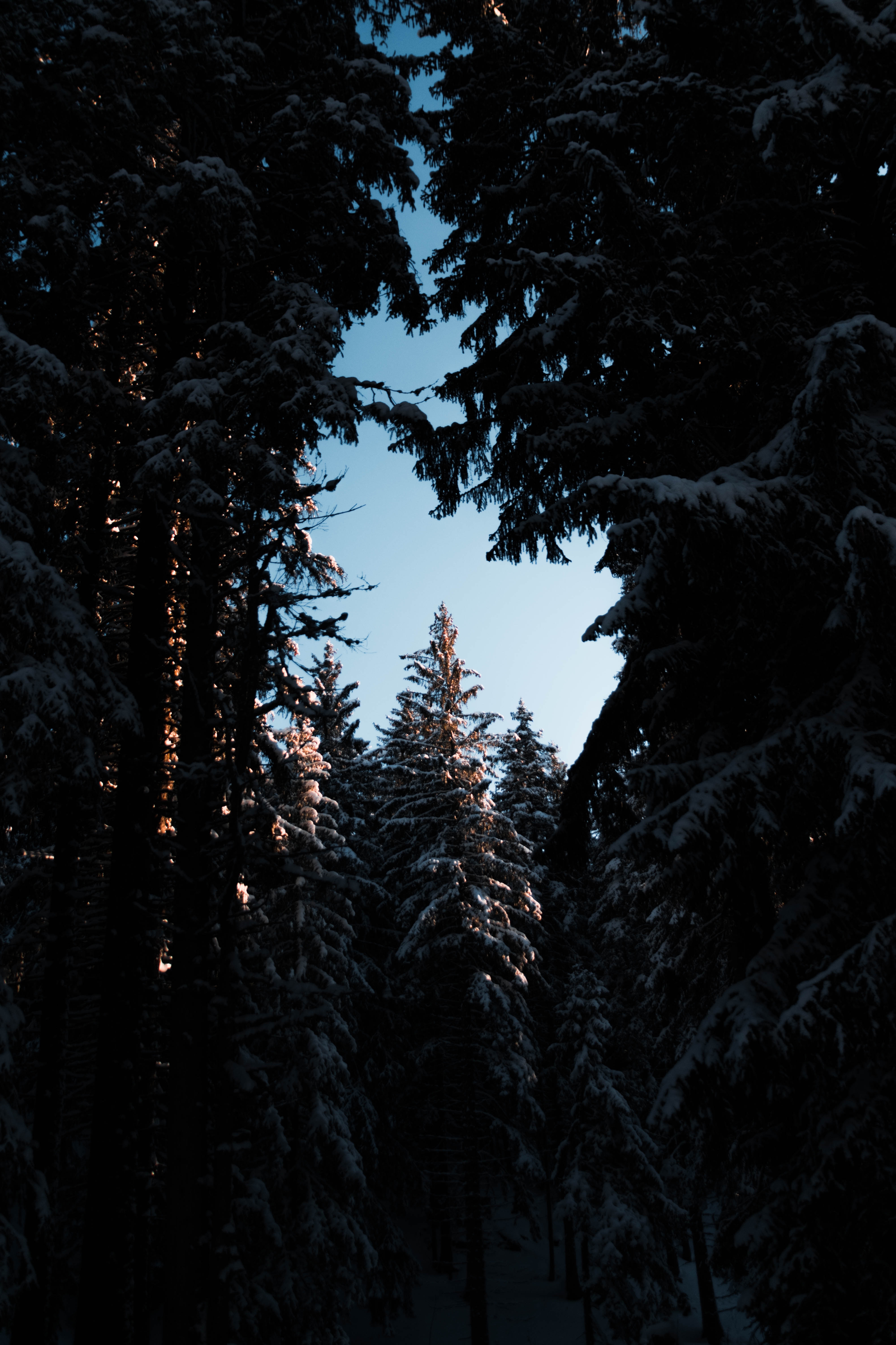 Download mobile wallpaper Sky, Branches, Snow, Nature, Snow Covered, Snowbound, Trees, Night for free.