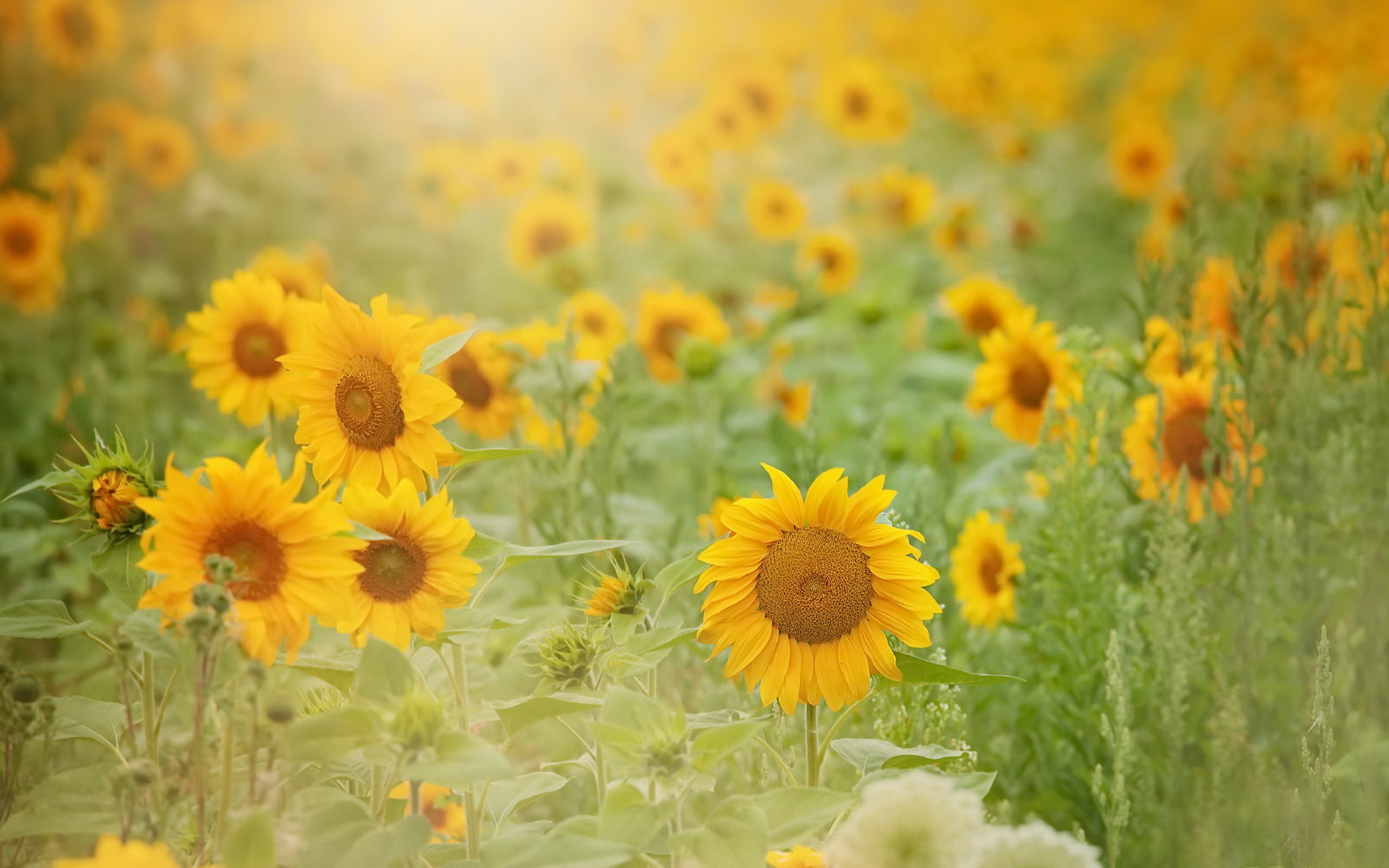 Téléchargez gratuitement l'image Fleurs, Été, Fleur, Tournesol, Fleur Jaune, Terre/nature sur le bureau de votre PC