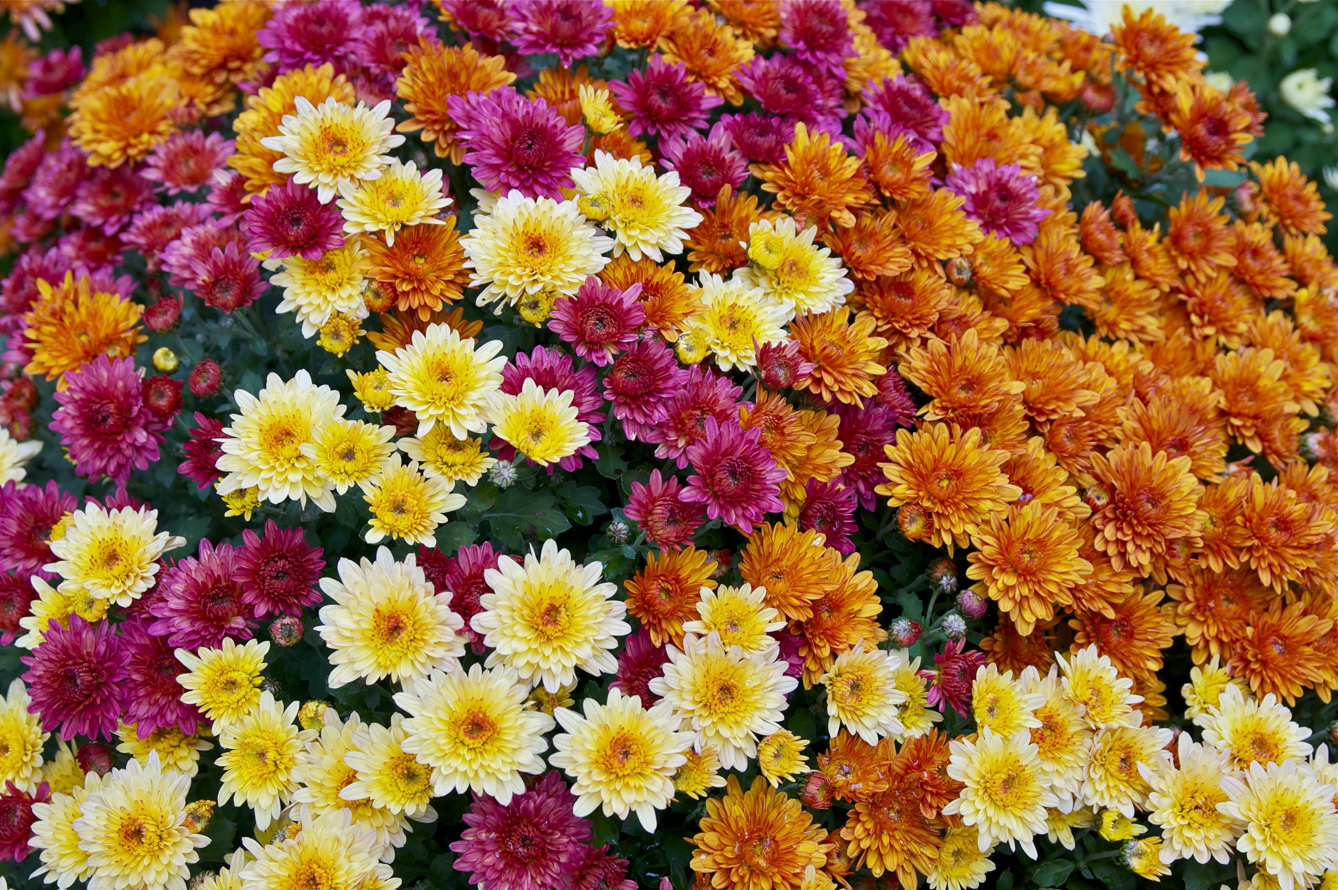 Download mobile wallpaper Flowers, Flower, Earth for free.