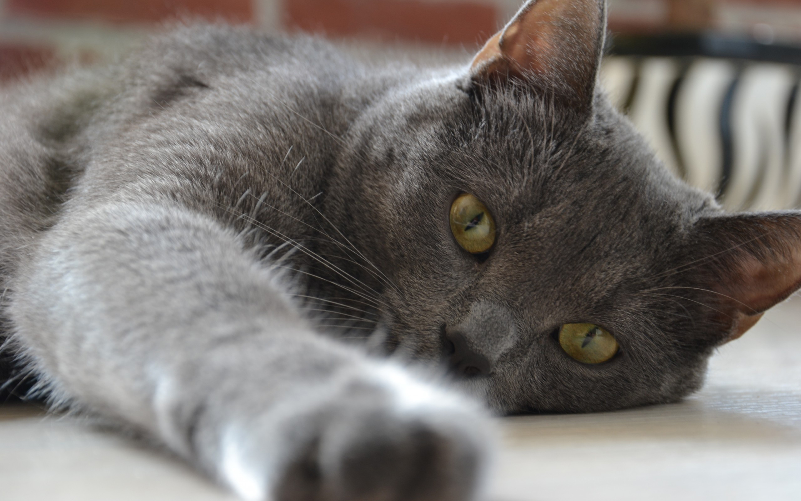 Baixe gratuitamente a imagem Animais, Gatos, Gato na área de trabalho do seu PC