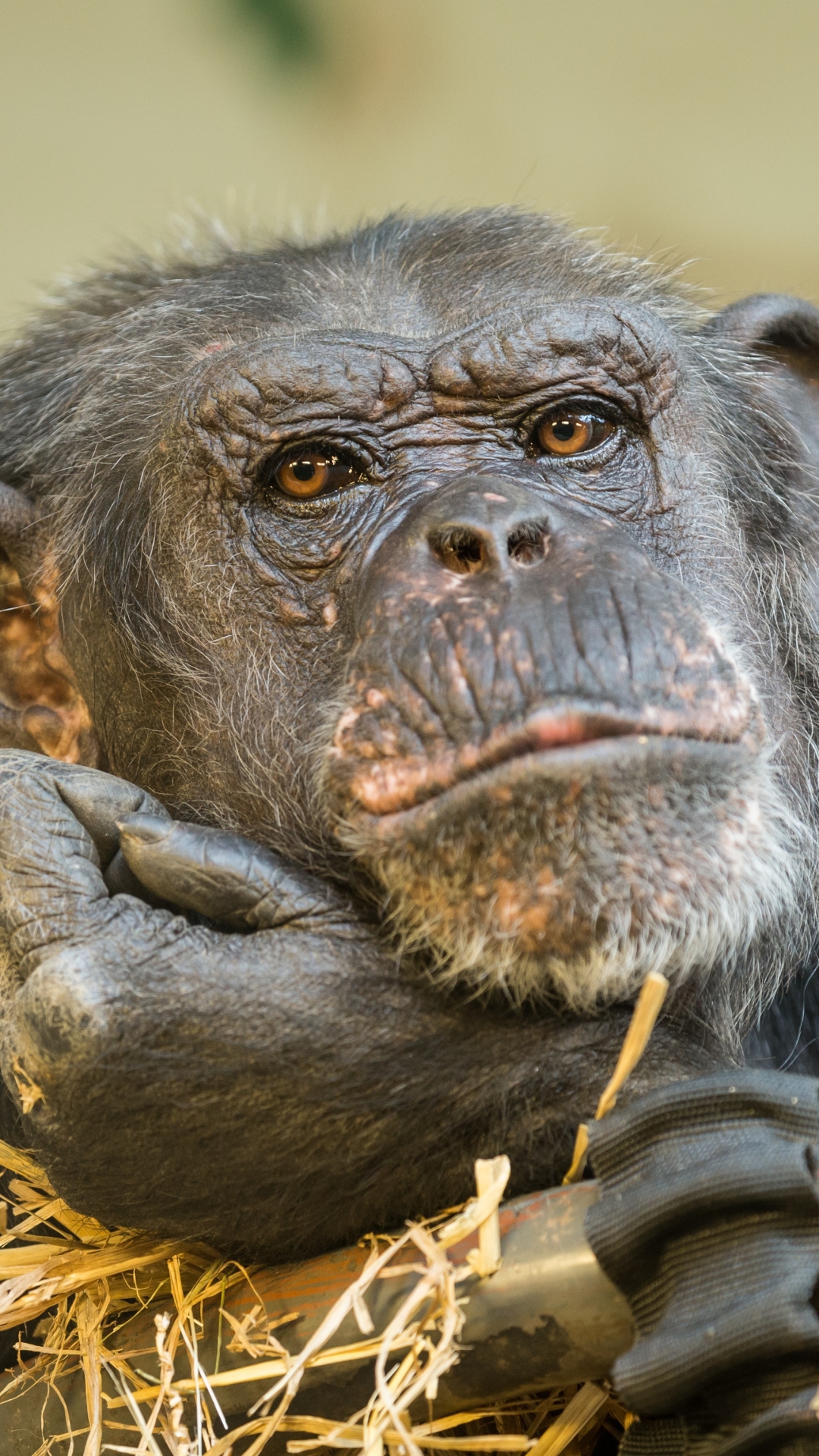 Download mobile wallpaper Monkeys, Monkey, Animal, Primate, Chimpanzee for free.