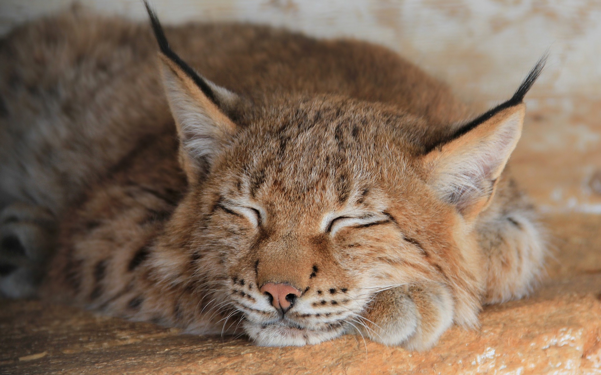 PCデスクトップに動物, リンクス画像を無料でダウンロード