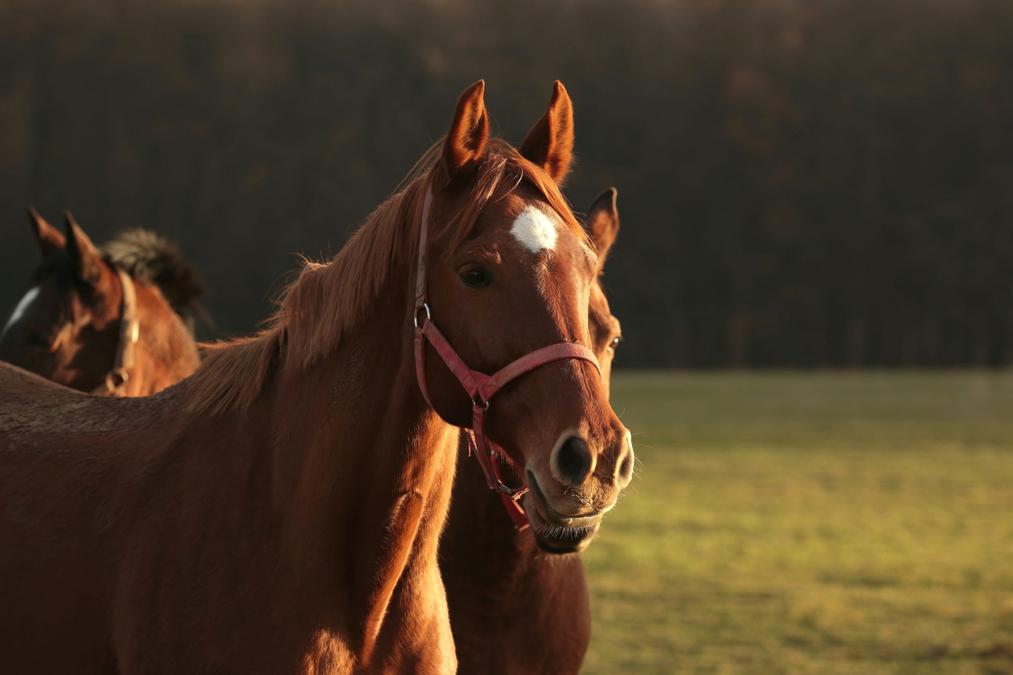 Download mobile wallpaper Animal, Horse for free.