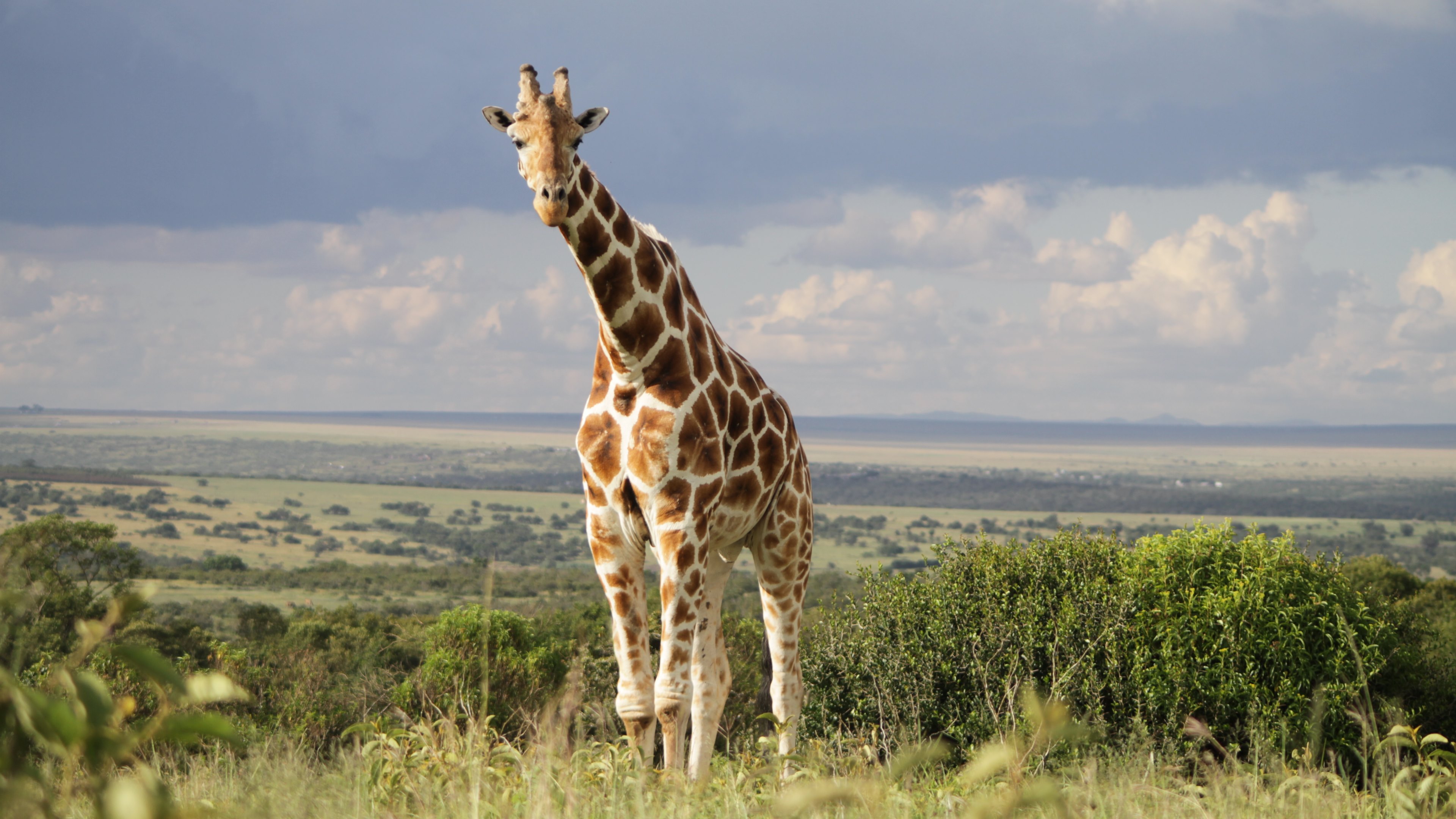 660983 Hintergrundbild herunterladen tiere, giraffe - Bildschirmschoner und Bilder kostenlos