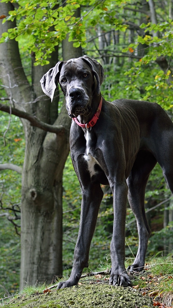Download mobile wallpaper Dogs, Dog, Animal, Great Dane for free.