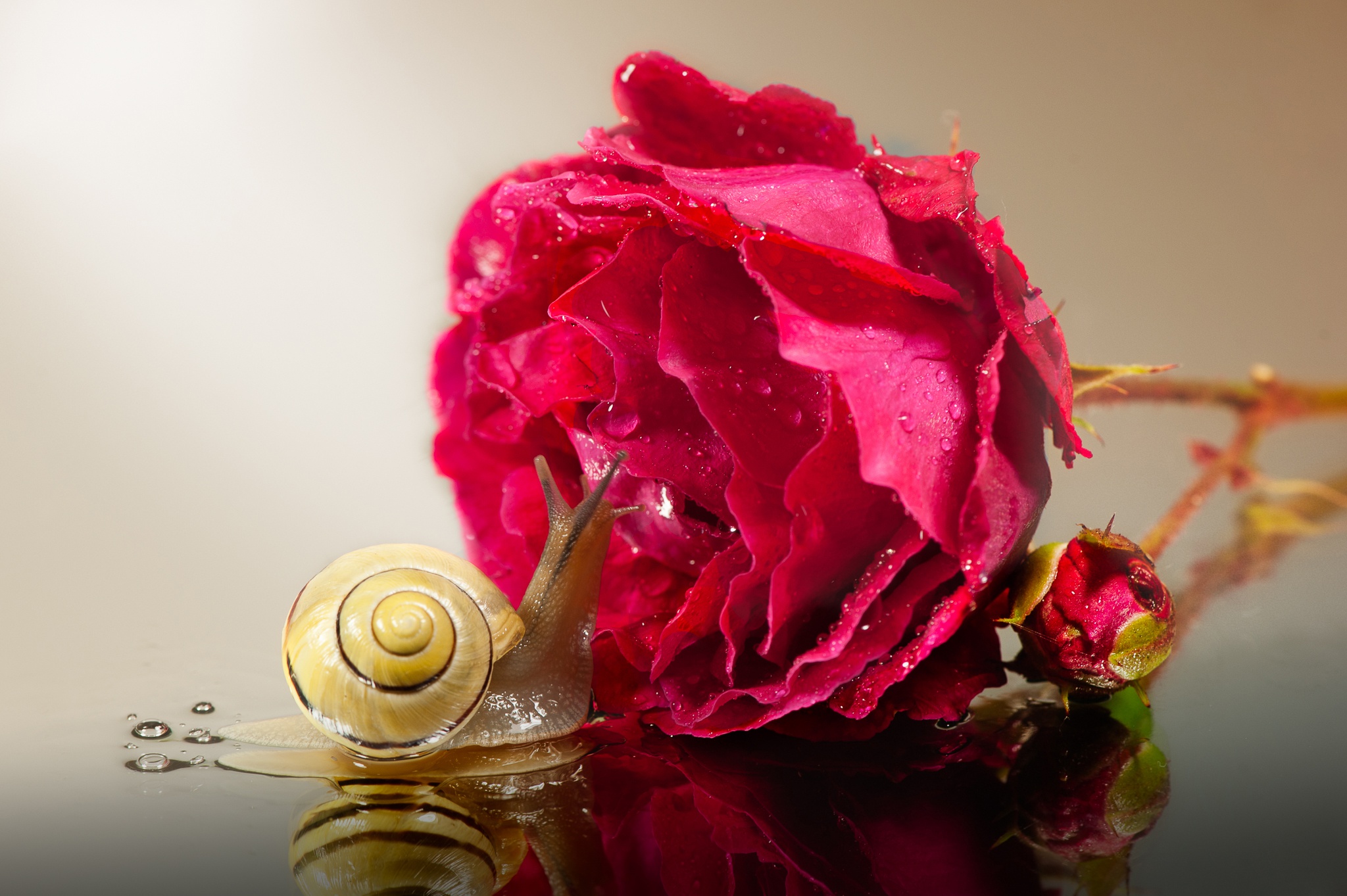 Завантажити шпалери безкоштовно Квітка, Роза, Тварина, Равлик, Рефлексія, Рожева Квітка картинка на робочий стіл ПК
