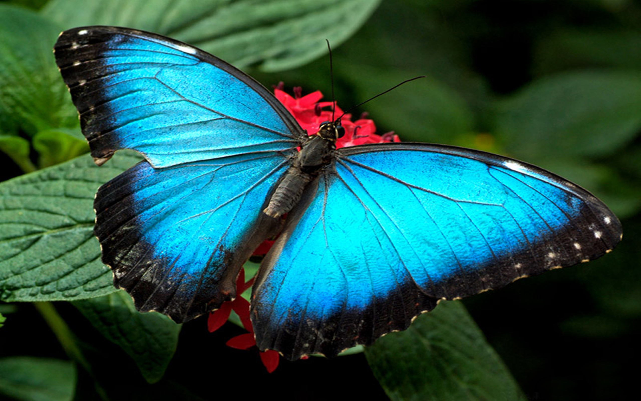 749658 завантажити картинку метелик, синій, тварина, листок - шпалери і заставки безкоштовно