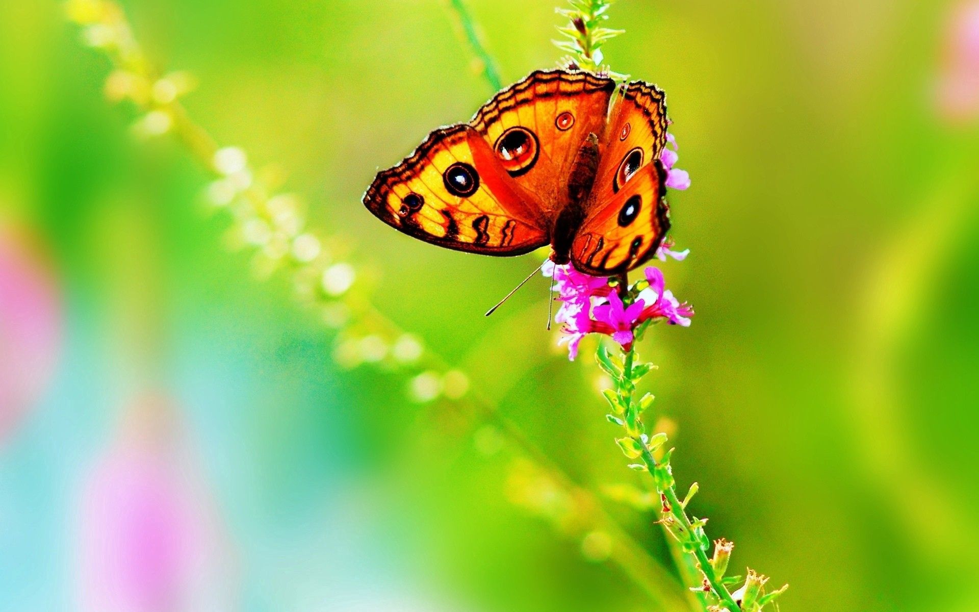 Laden Sie das Blumen, Grass, Blätter, Makro, Schmetterling-Bild kostenlos auf Ihren PC-Desktop herunter