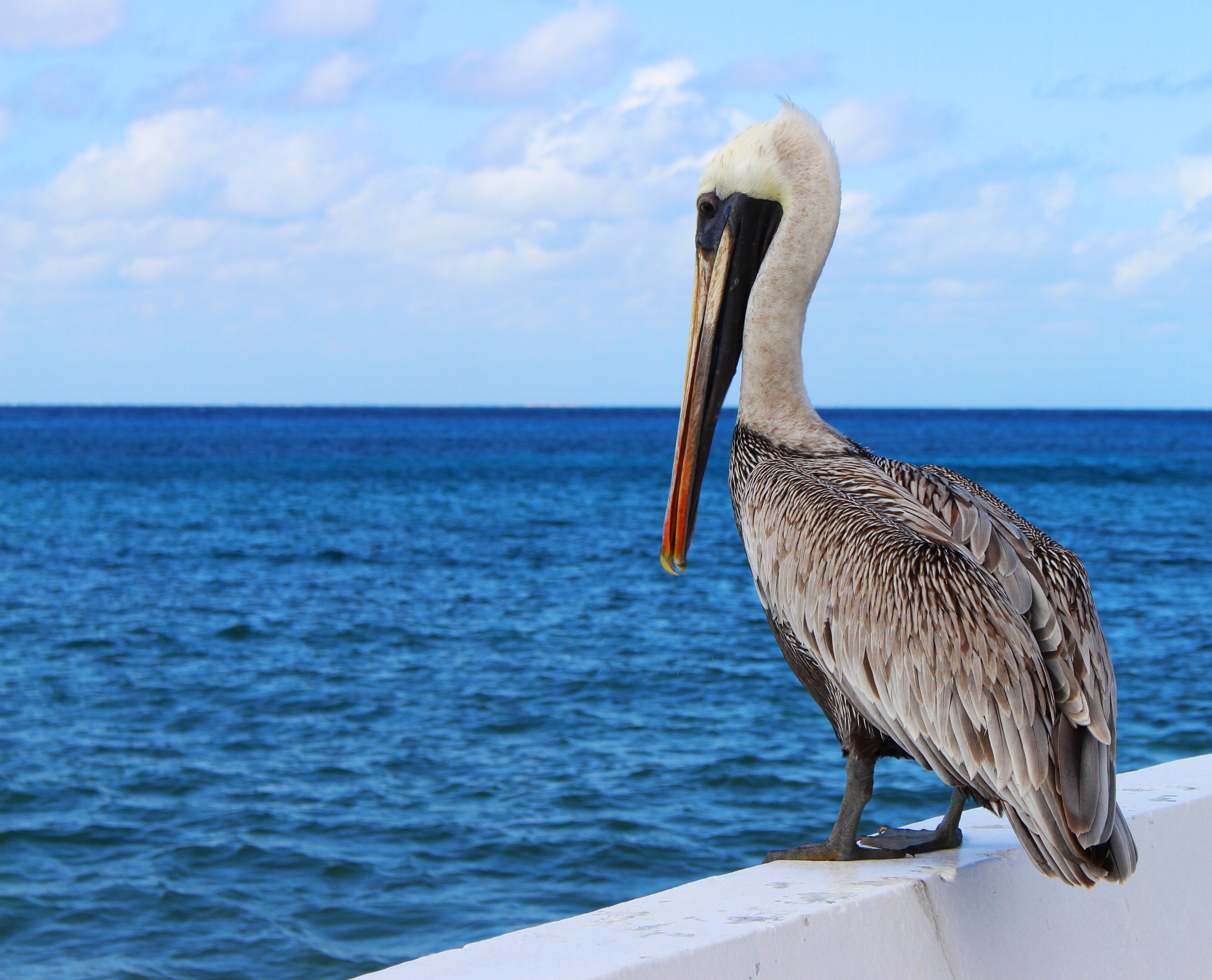 Download mobile wallpaper Birds, Horizon, Bird, Ocean, Animal, Pelican for free.