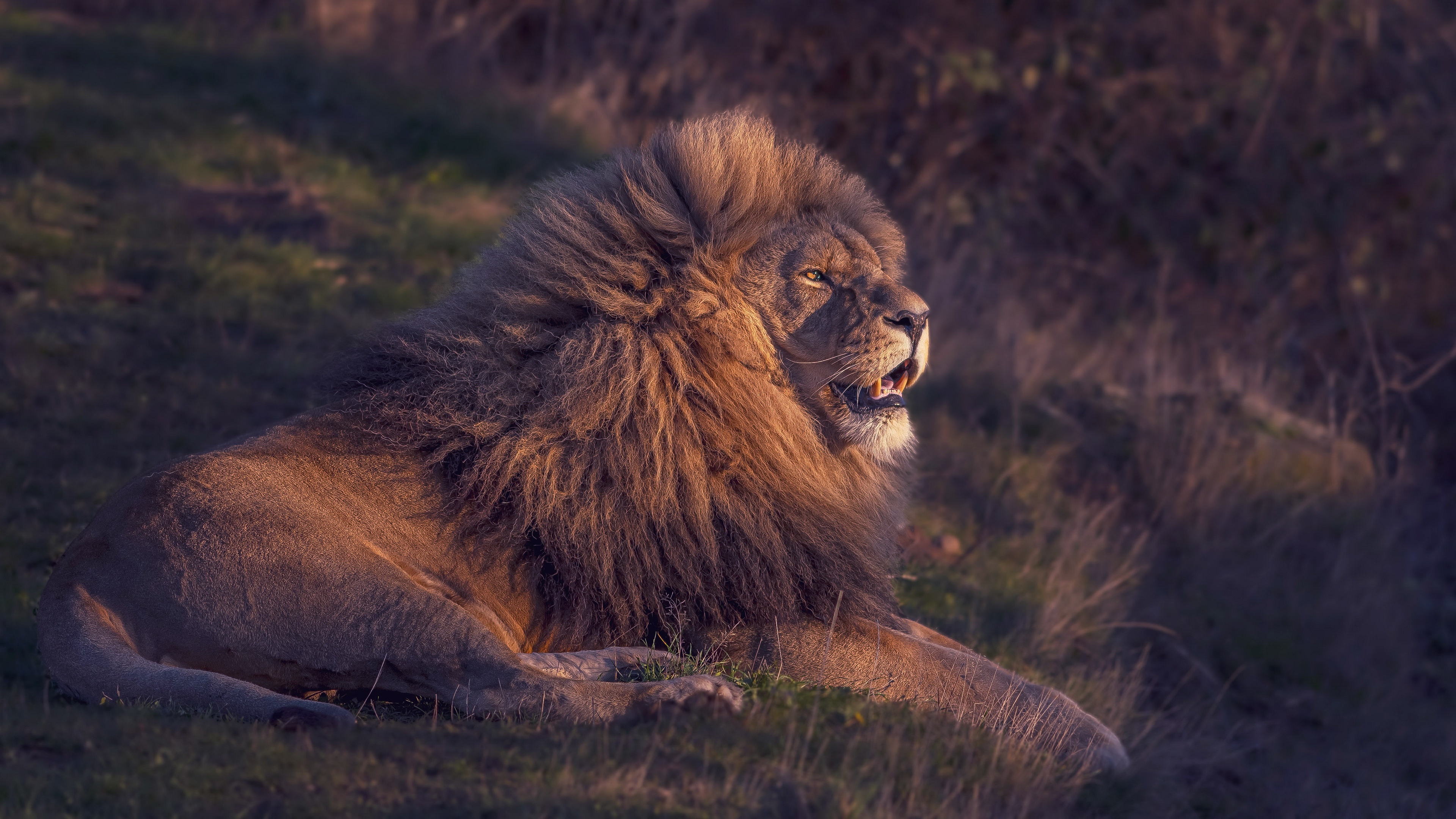 Téléchargez des papiers peints mobile Animaux, Chats, Lion gratuitement.