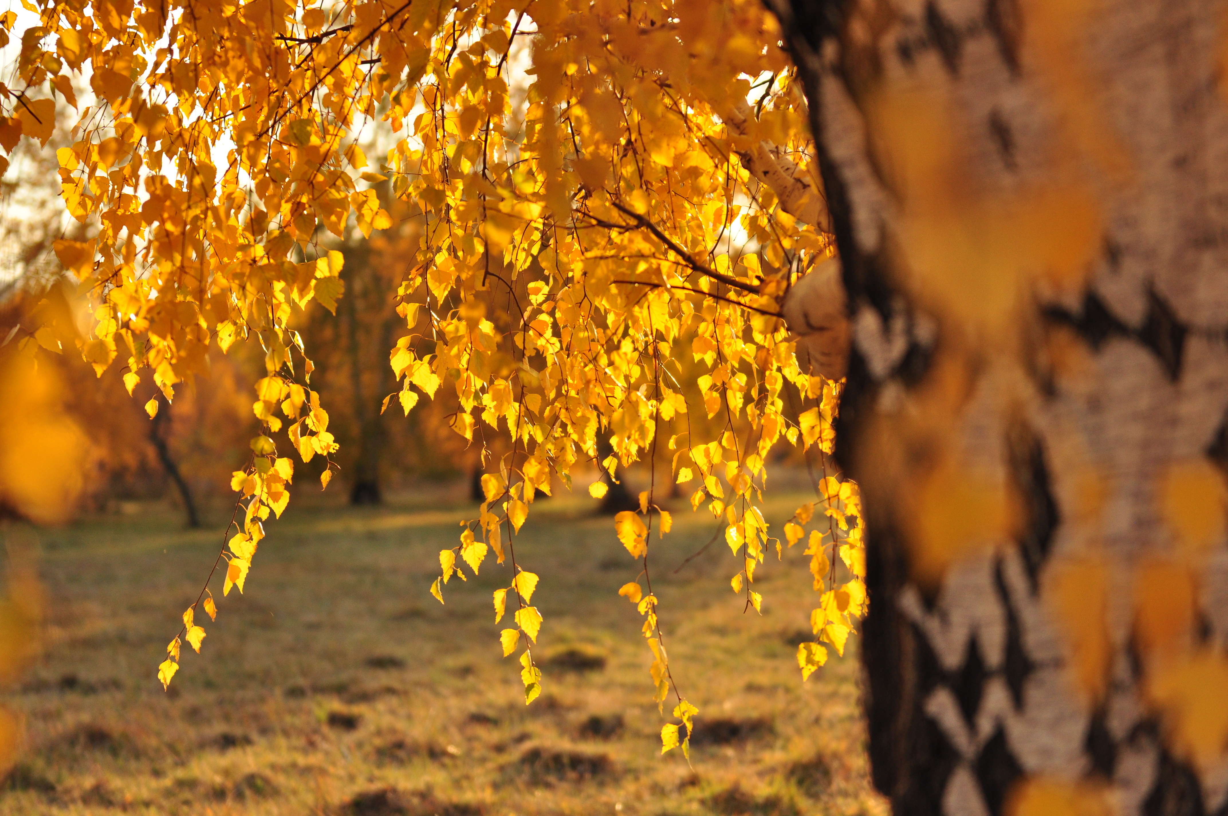 Free download wallpaper Nature, Leaf, Fall, Branch, Earth on your PC desktop