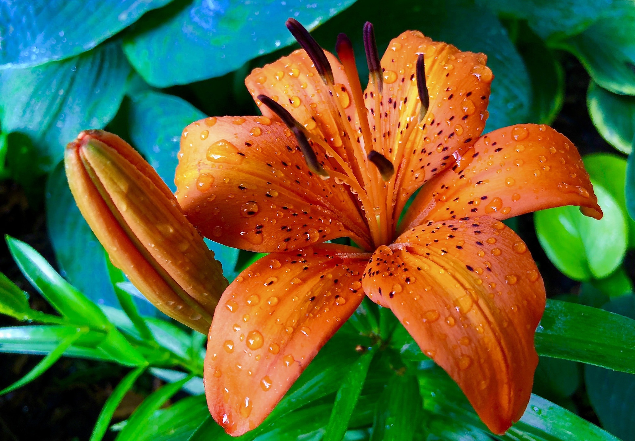 Download mobile wallpaper Nature, Flowers, Flower, Macro, Earth, Lily, Orange Flower for free.