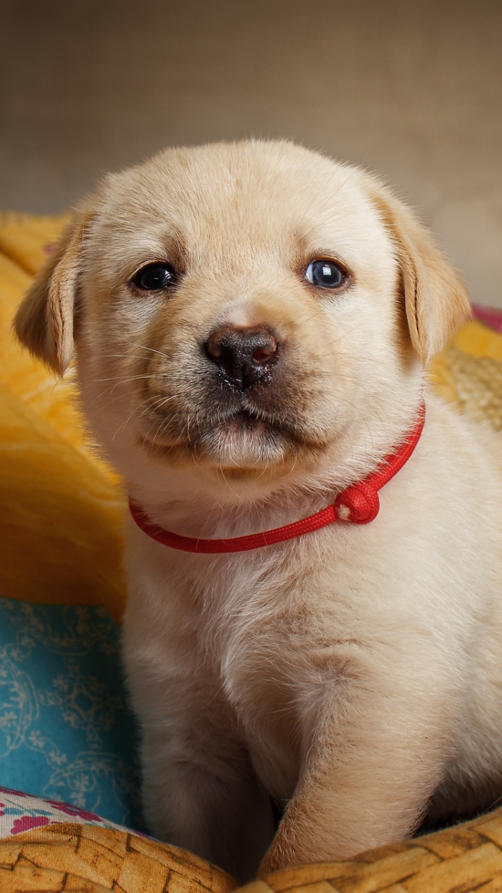 Download mobile wallpaper Dogs, Dog, Animal, Puppy, Labrador, Baby Animal for free.