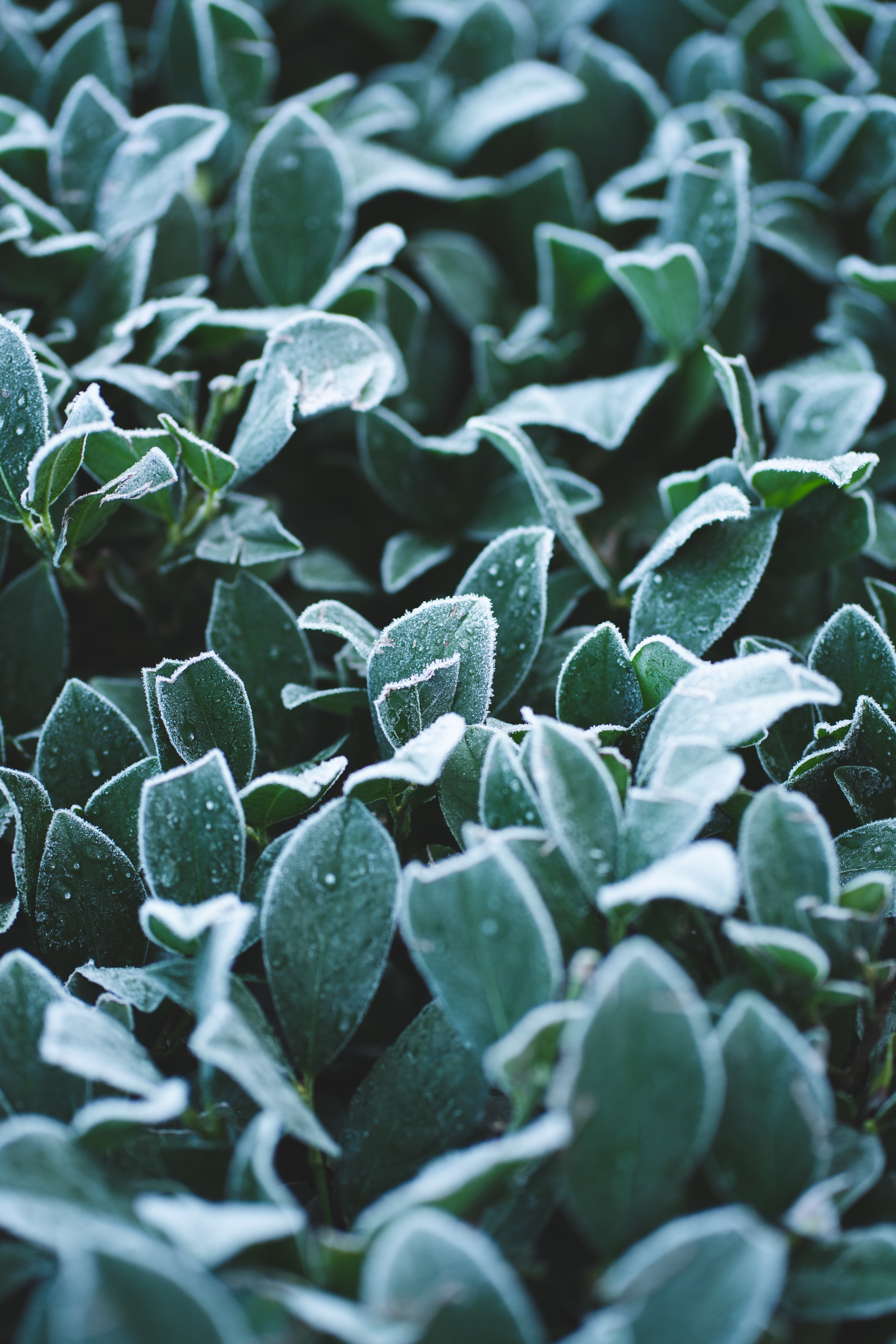 Download mobile wallpaper Frost, Hoarfrost, Leaves, Plant, Macro, Drops for free.