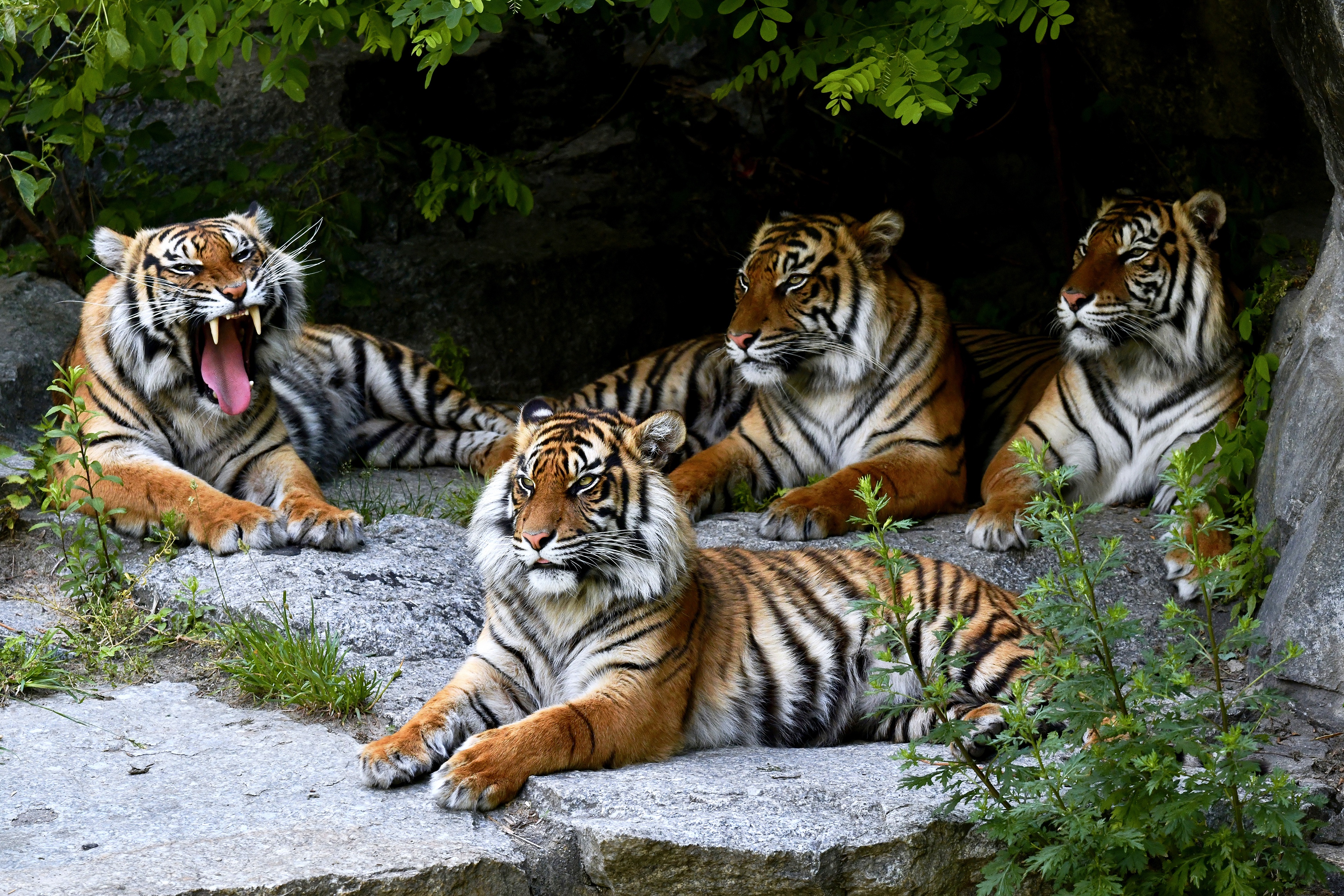 Descarga gratuita de fondo de pantalla para móvil de Animales, Gatos, Tigre.