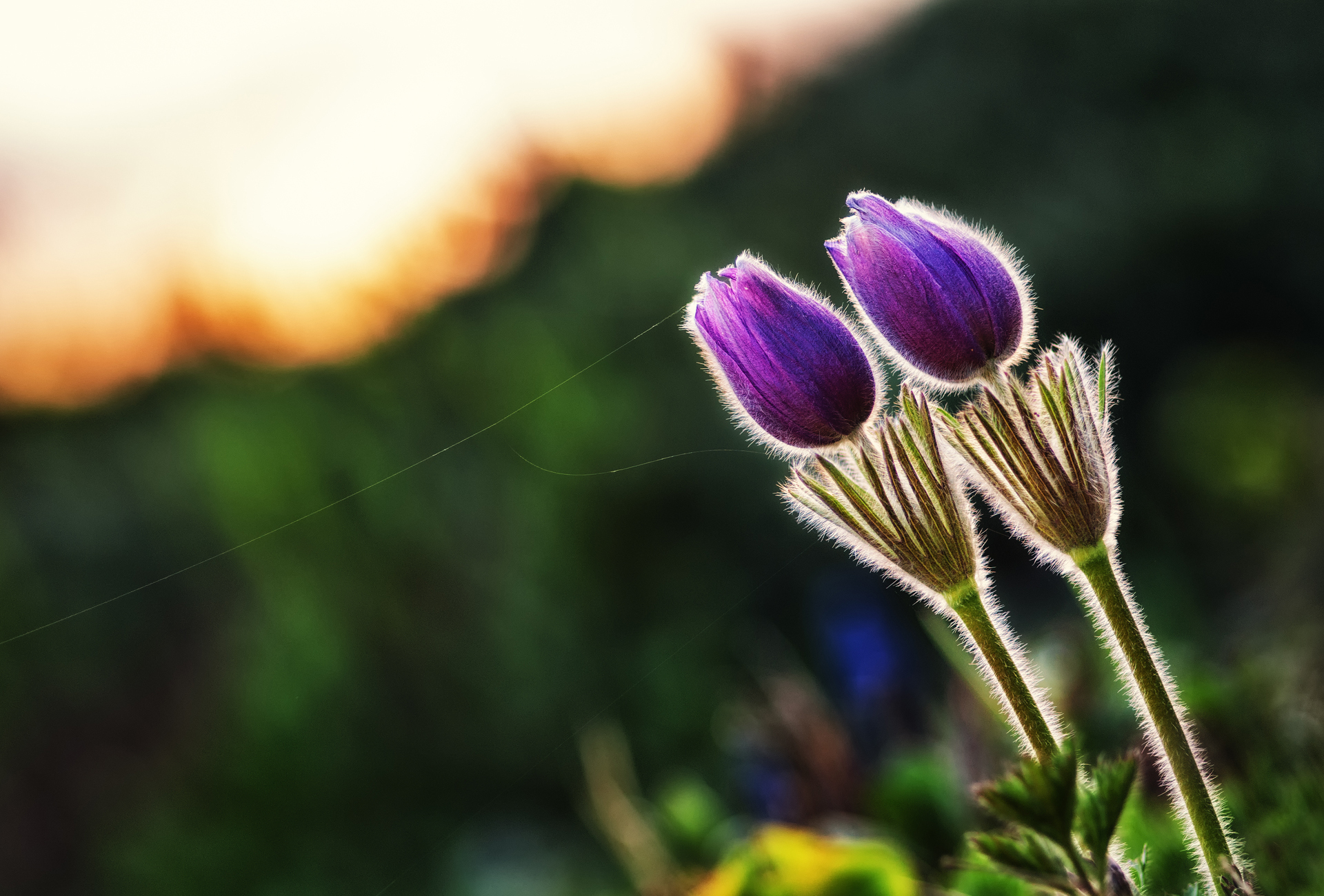 Descarga gratuita de fondo de pantalla para móvil de Flores, Flor, Tierra/naturaleza.