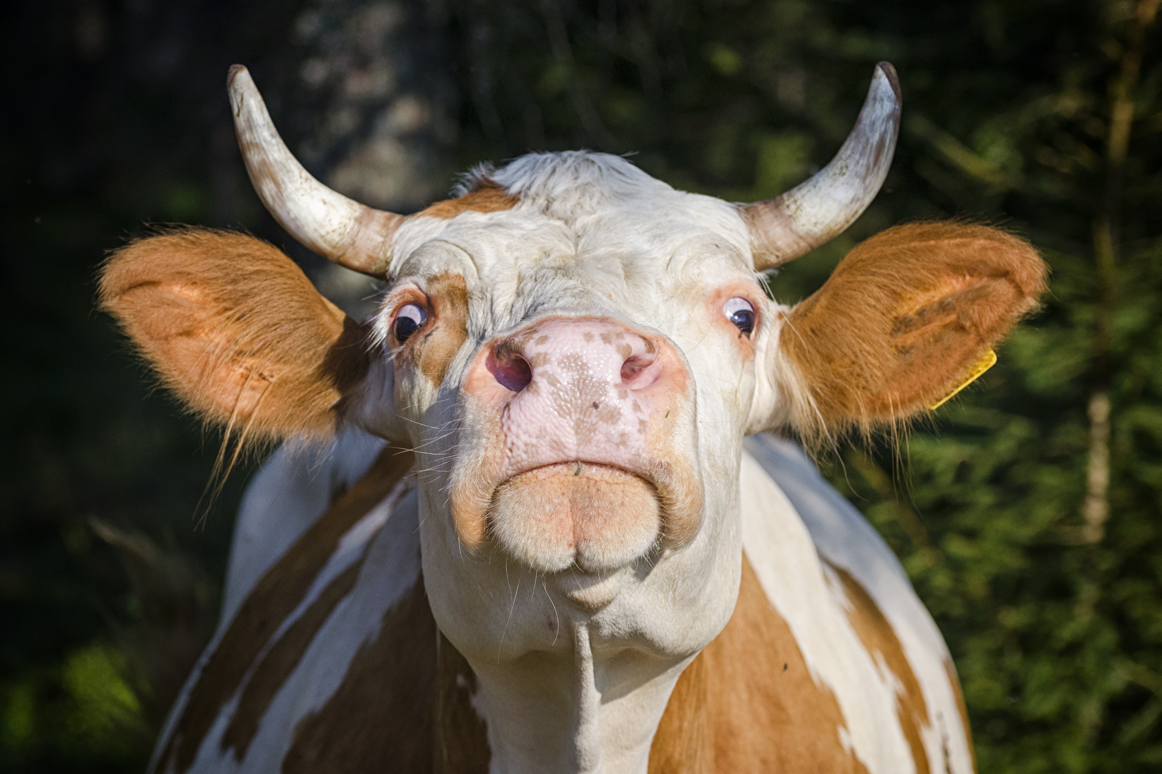 Free download wallpaper Animal, Cow, Stare on your PC desktop