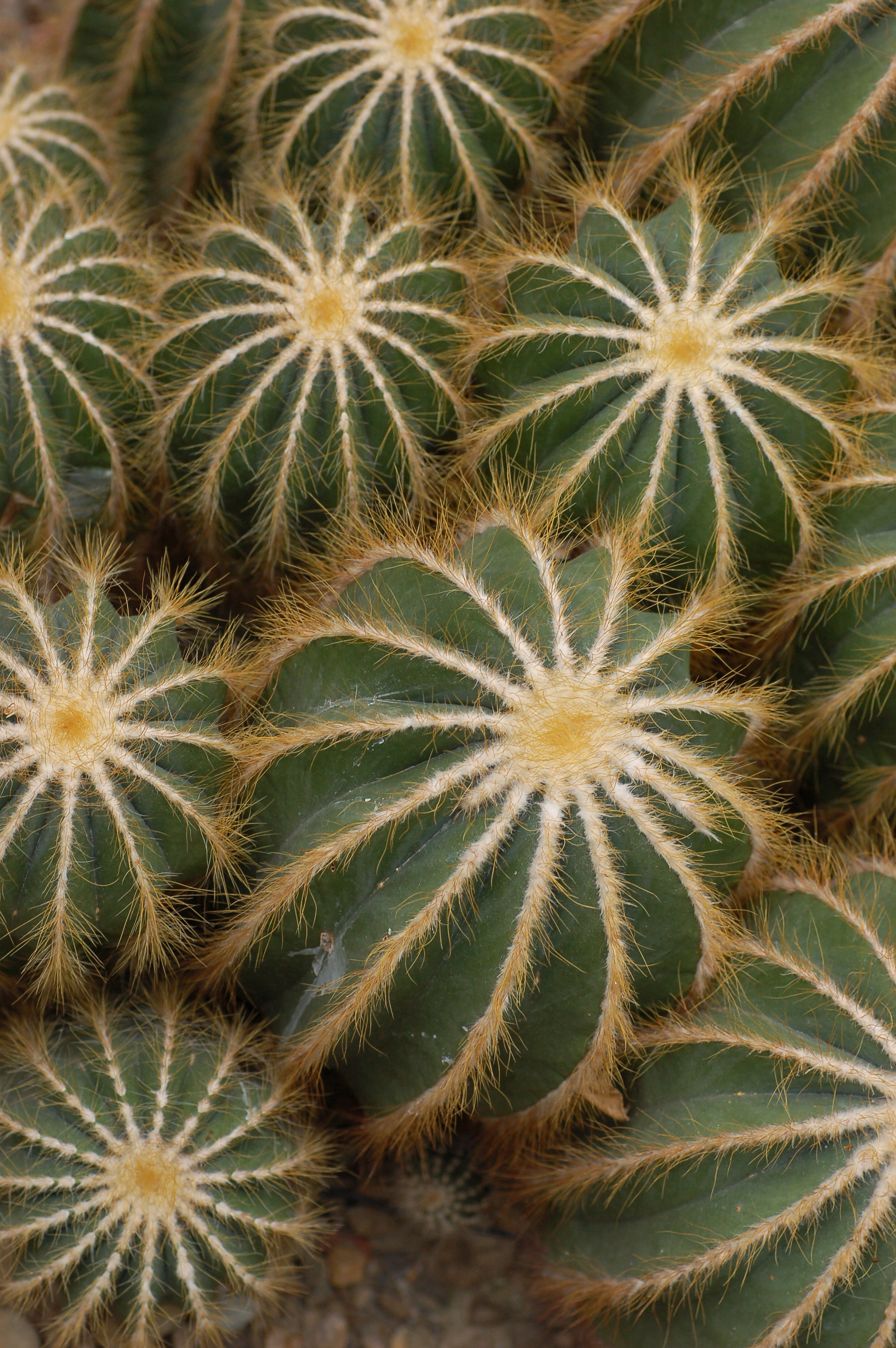 plants, cactuses, yellow HD wallpaper