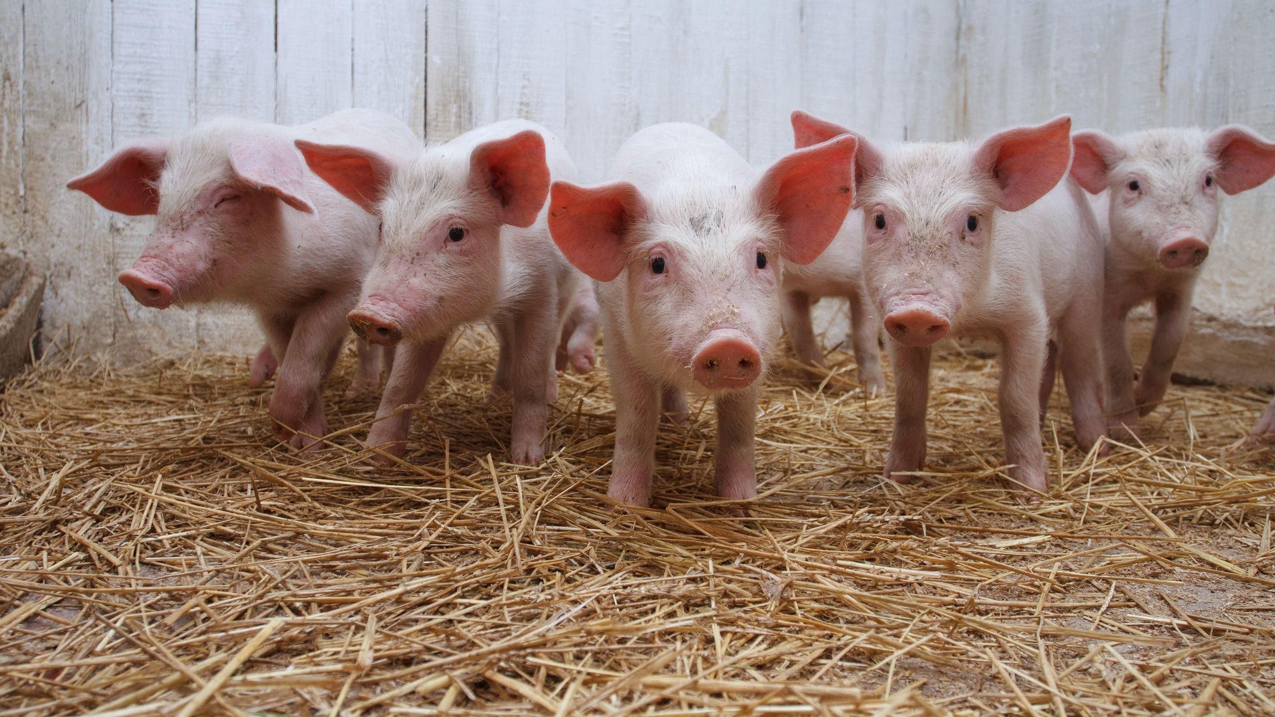 animals, lot, pig, hay, pigsty