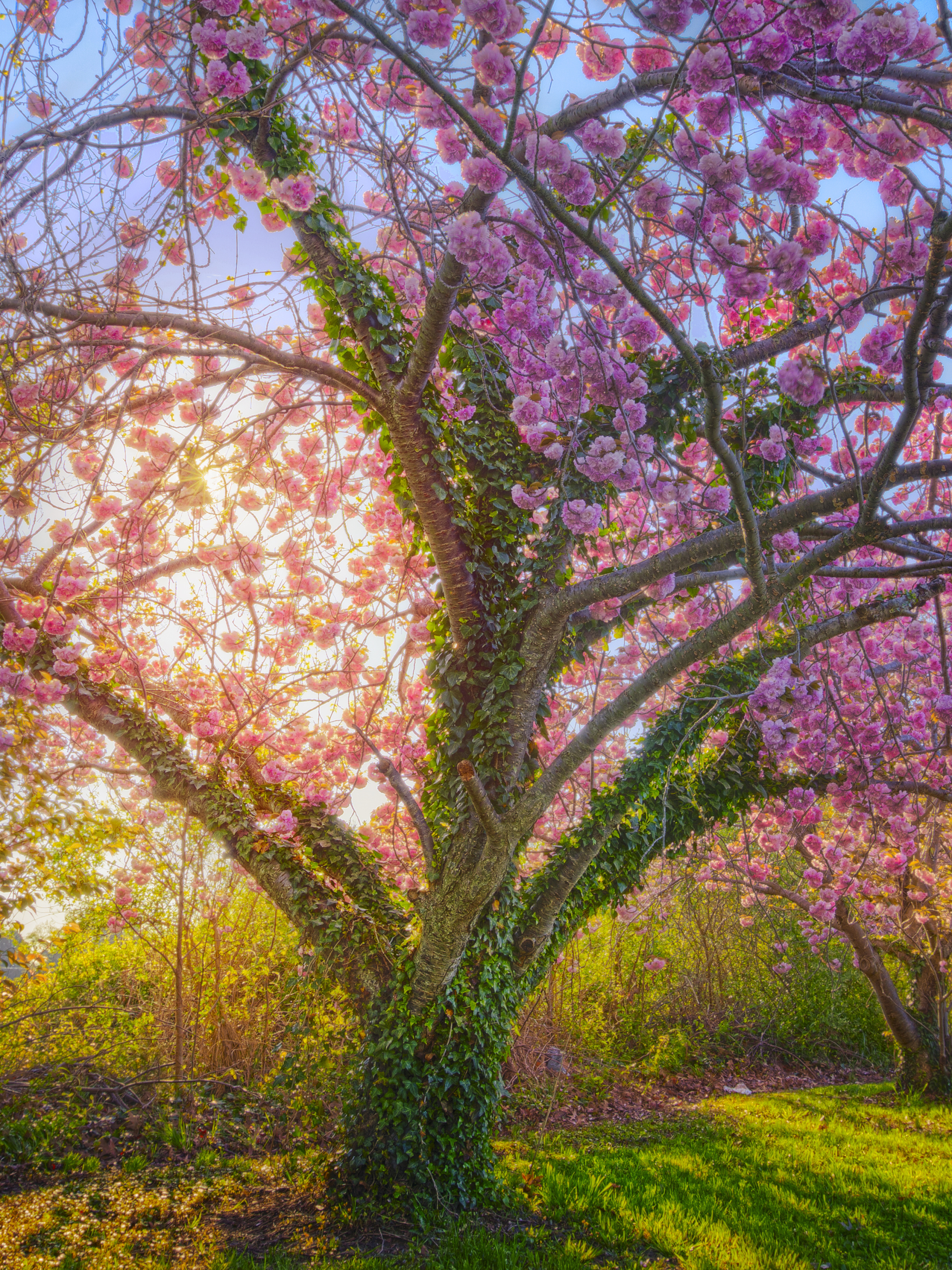 PCデスクトップにフラワーズ, 木, 桜, 花, 地球, 日光, 春, 桜の花画像を無料でダウンロード