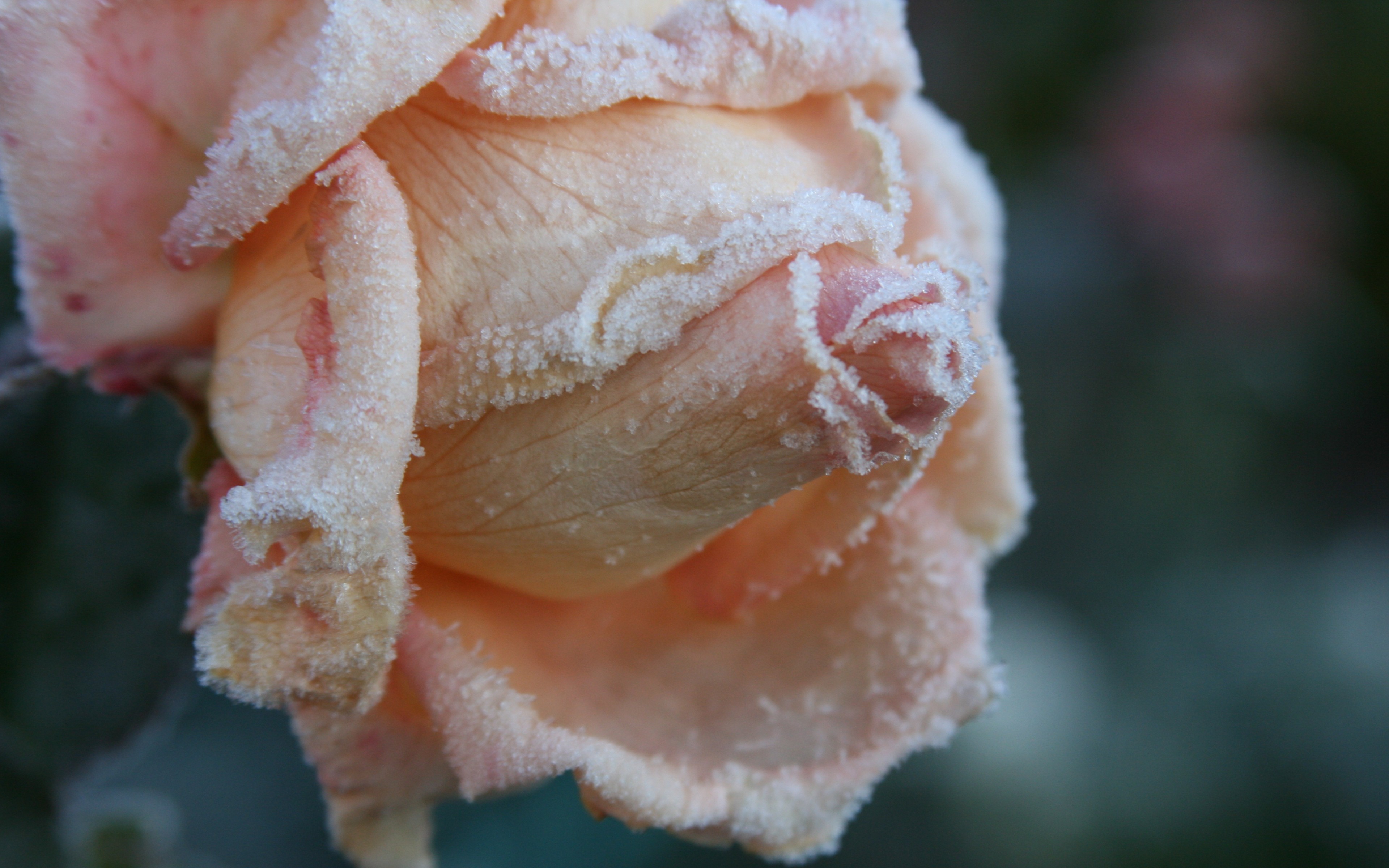 Descarga gratuita de fondo de pantalla para móvil de Flores, Rosa, Flor, Tierra/naturaleza.