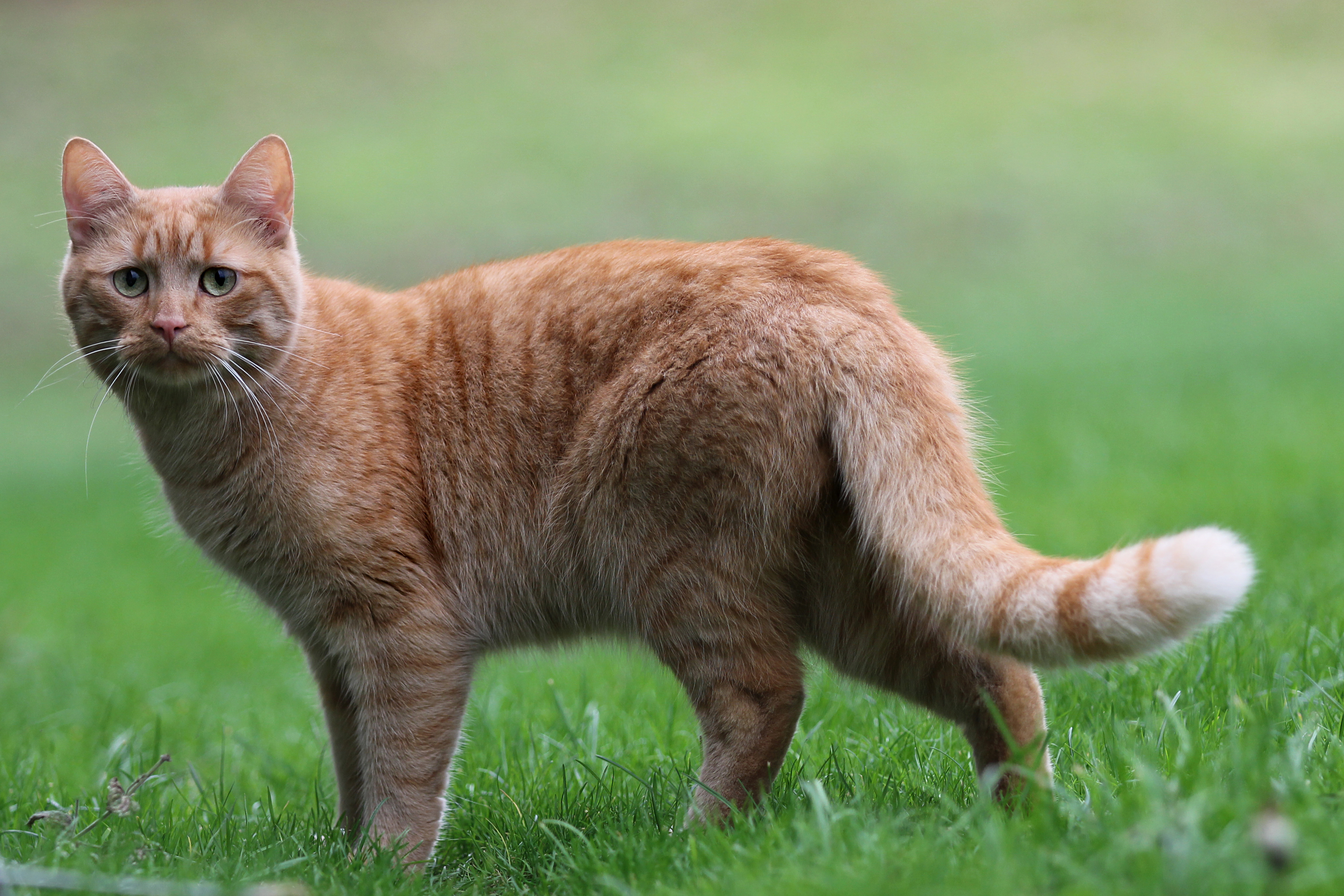 Baixar papel de parede para celular de Gato, Gatos, Animais gratuito.