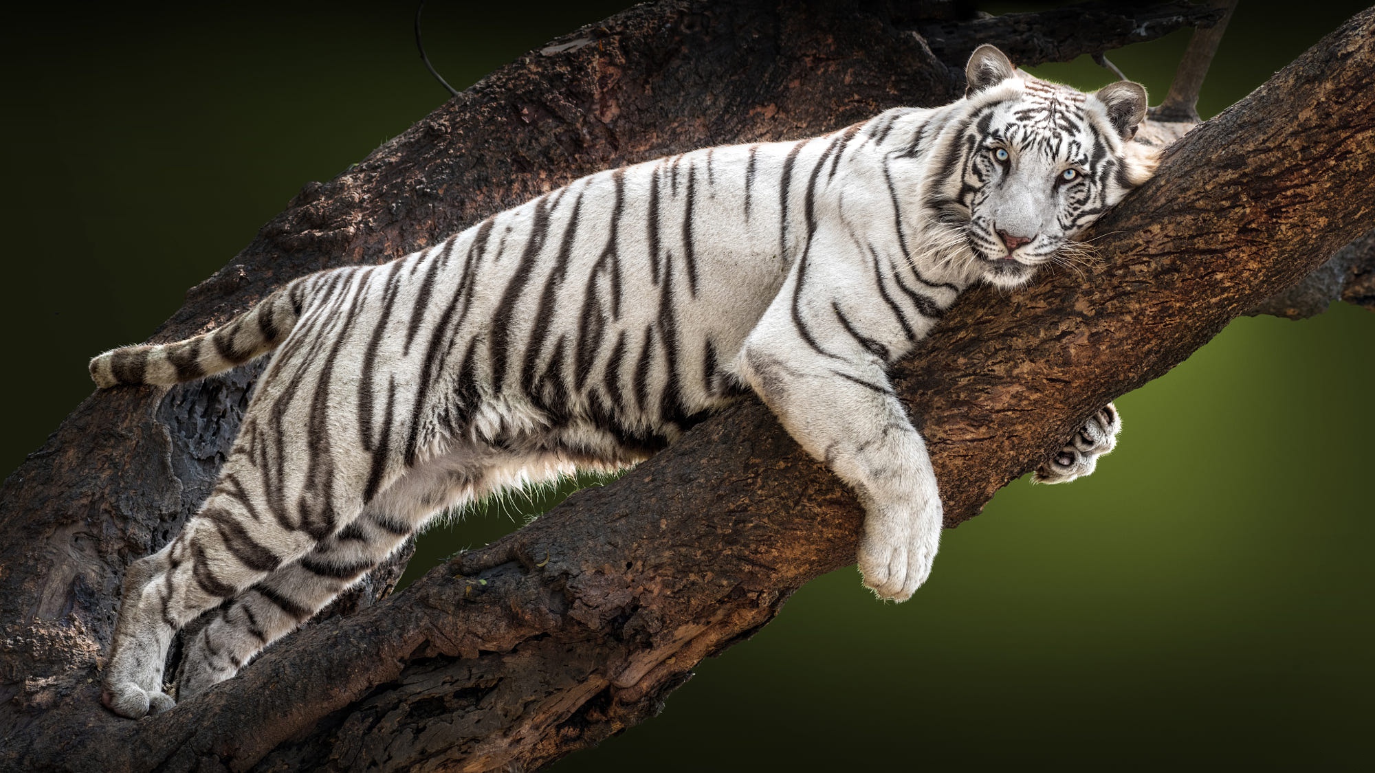 Download mobile wallpaper Cats, Tiger, Animal, White Tiger for free.