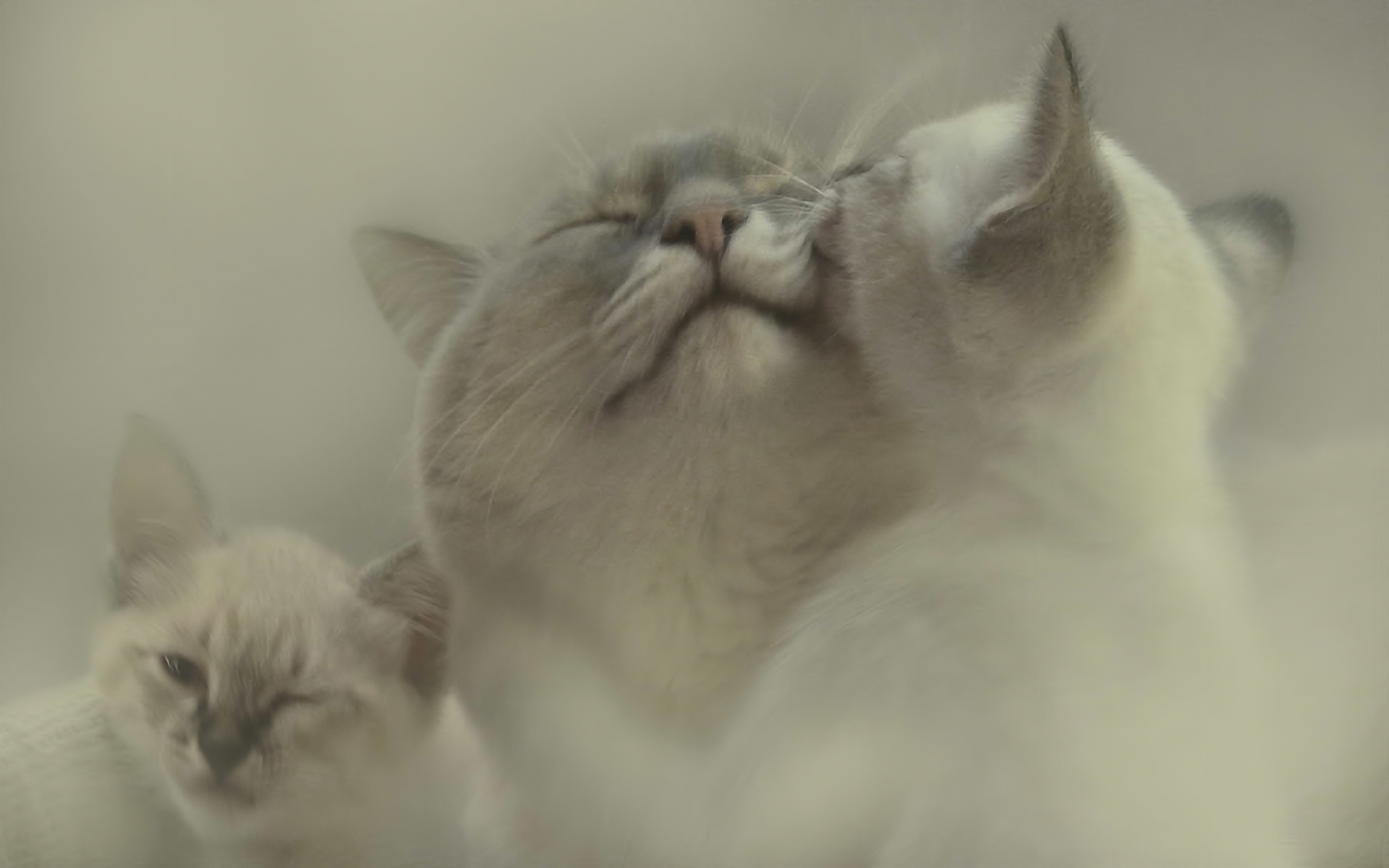 Descarga gratuita de fondo de pantalla para móvil de Animales, Amor, Gatos.