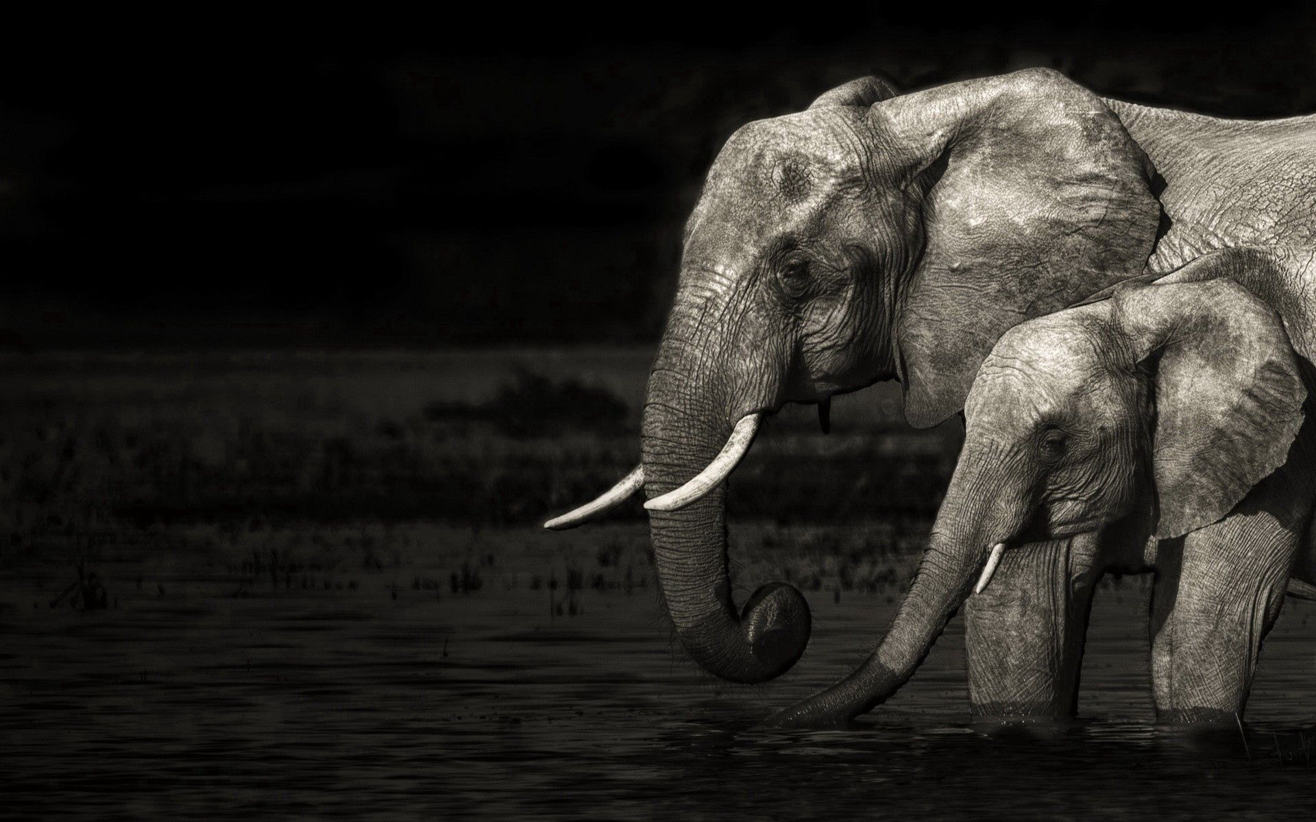 114034 скачать обои слоны, вода, животные, чб, семья, детеныш - заставки и картинки бесплатно