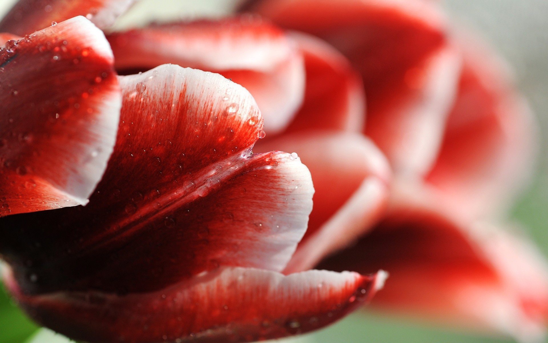 Baixe gratuitamente a imagem Flor, Tulipa, Terra/natureza na área de trabalho do seu PC