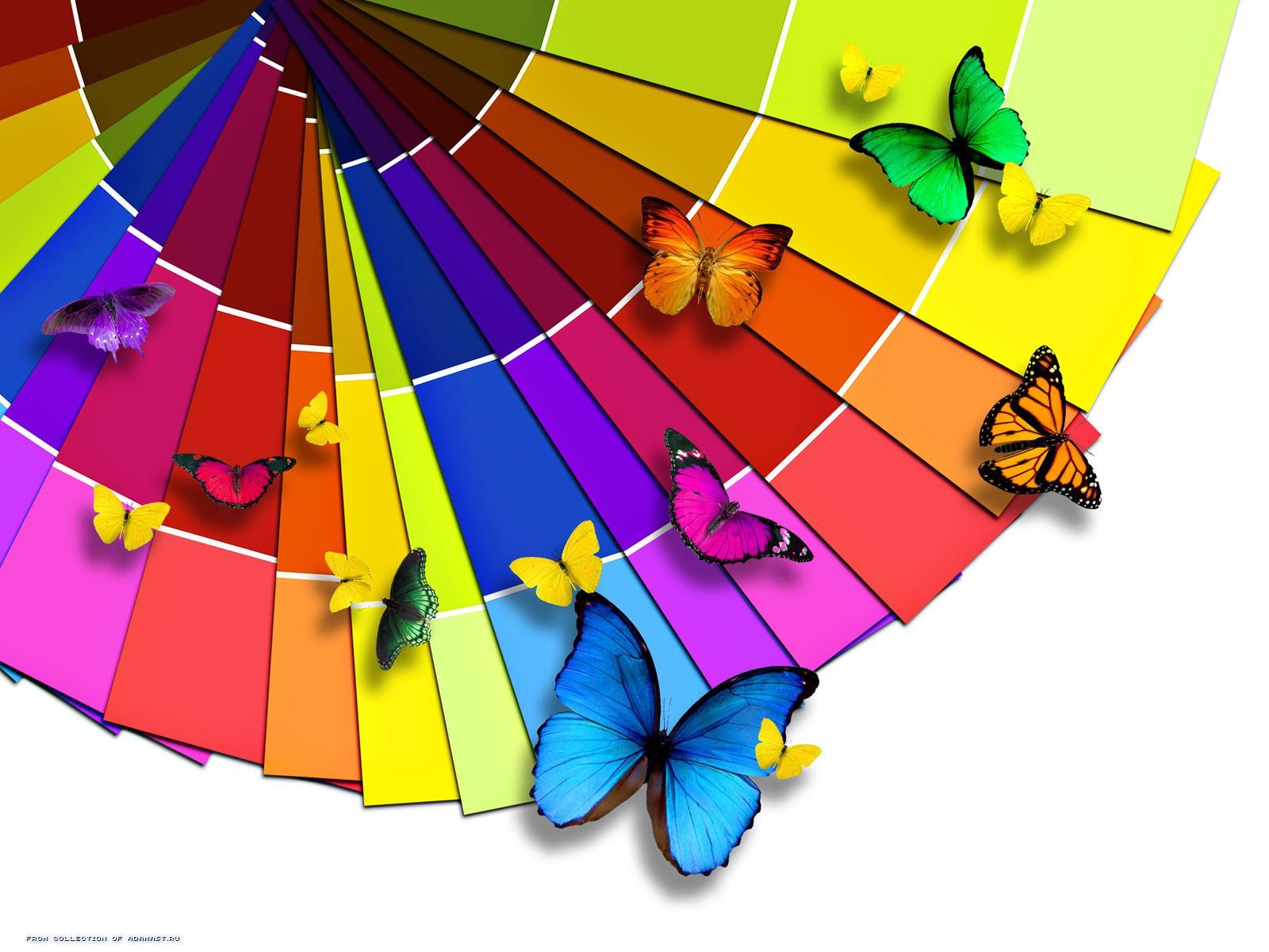 11921 descargar imagen mariposas, insectos, arco iris: fondos de pantalla y protectores de pantalla gratis
