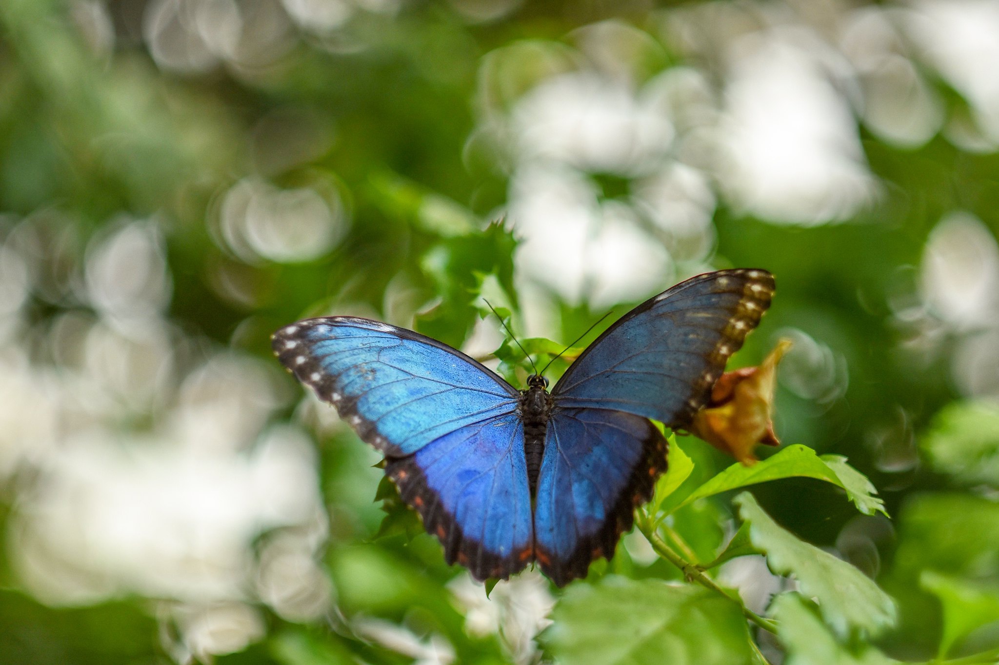 Descarga gratis la imagen Animales, Insecto, Mariposa, Bokeh, Macrofotografía en el escritorio de tu PC