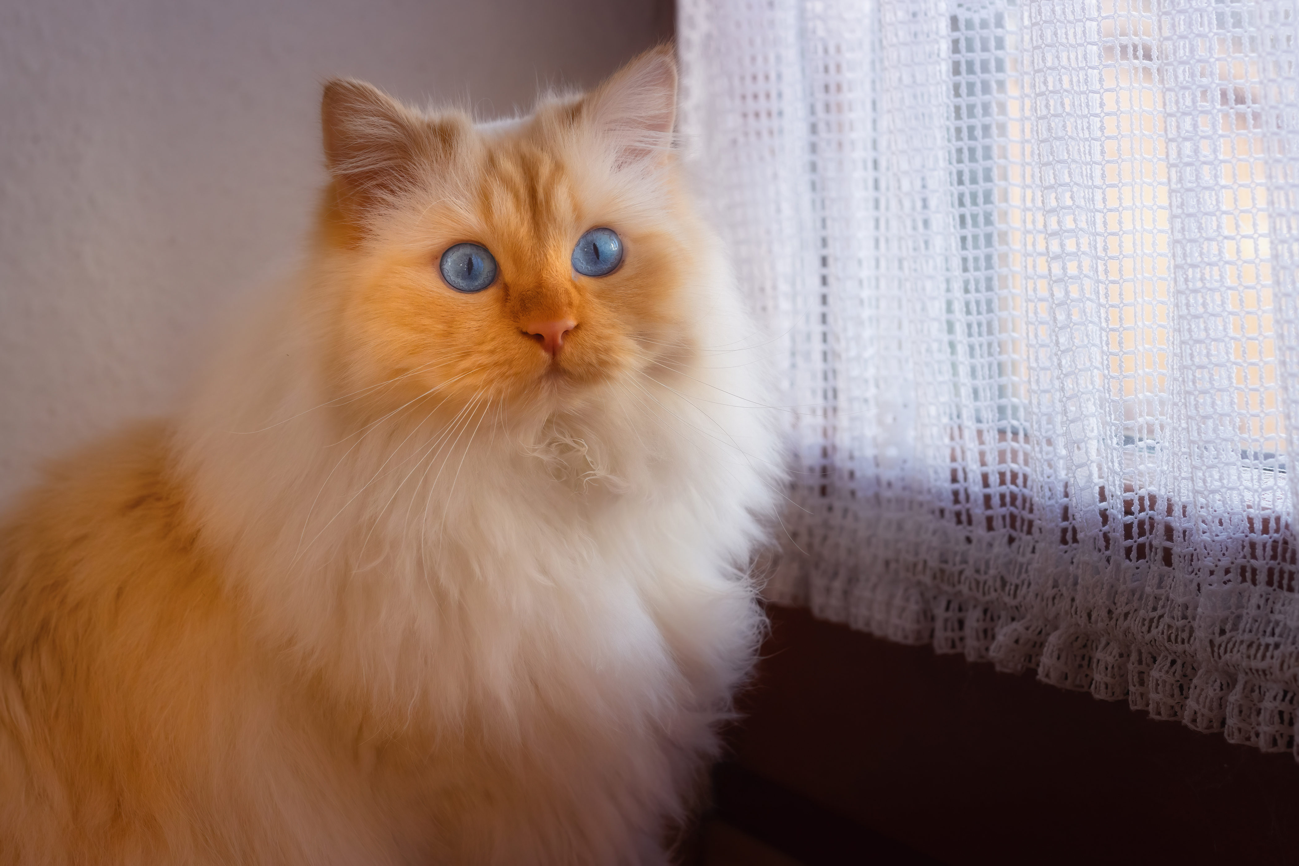 Téléchargez gratuitement l'image Animaux, Chats, Chat sur le bureau de votre PC