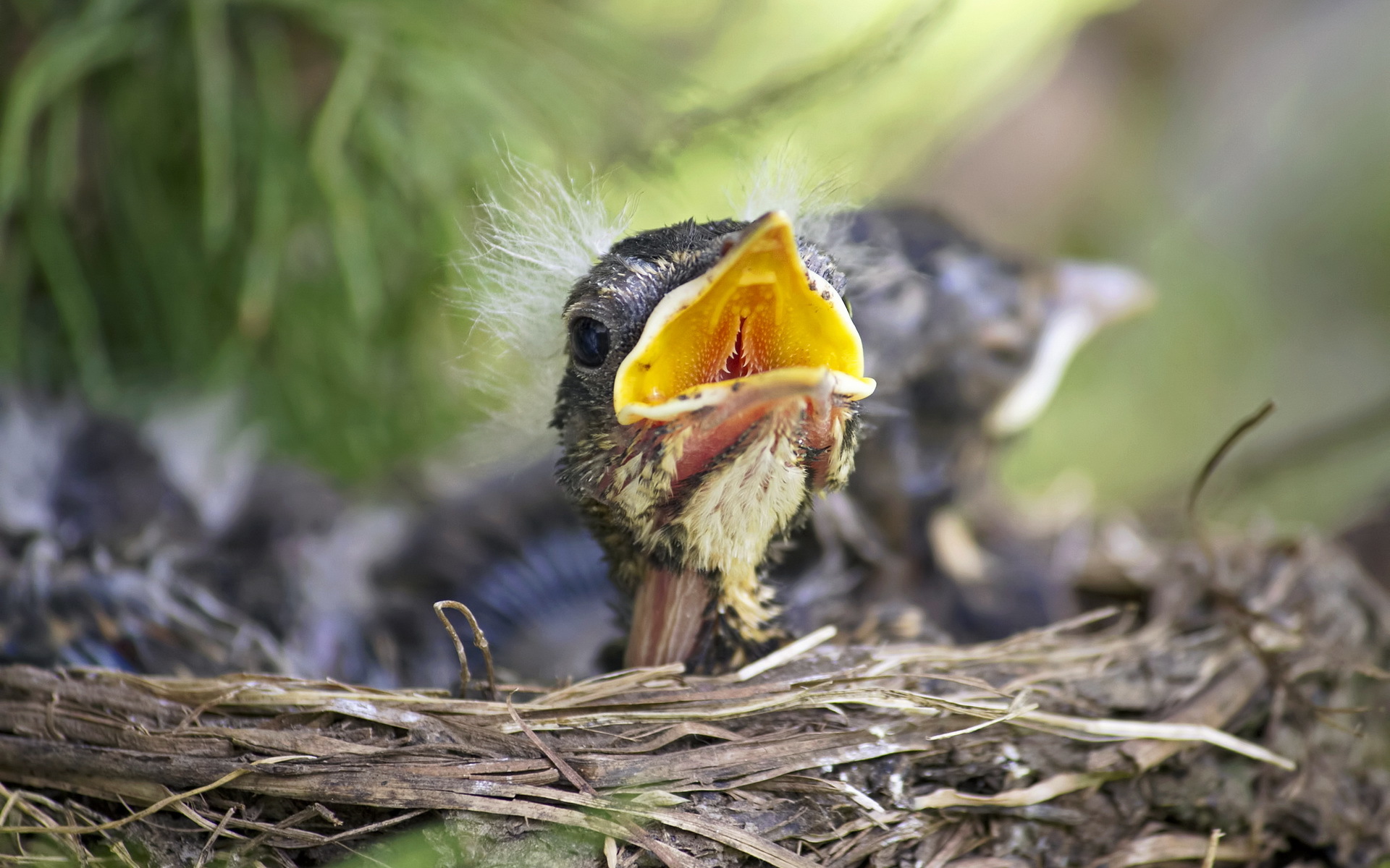 Téléchargez des papiers peints mobile Oiseau, Des Oiseaux, Animaux gratuitement.