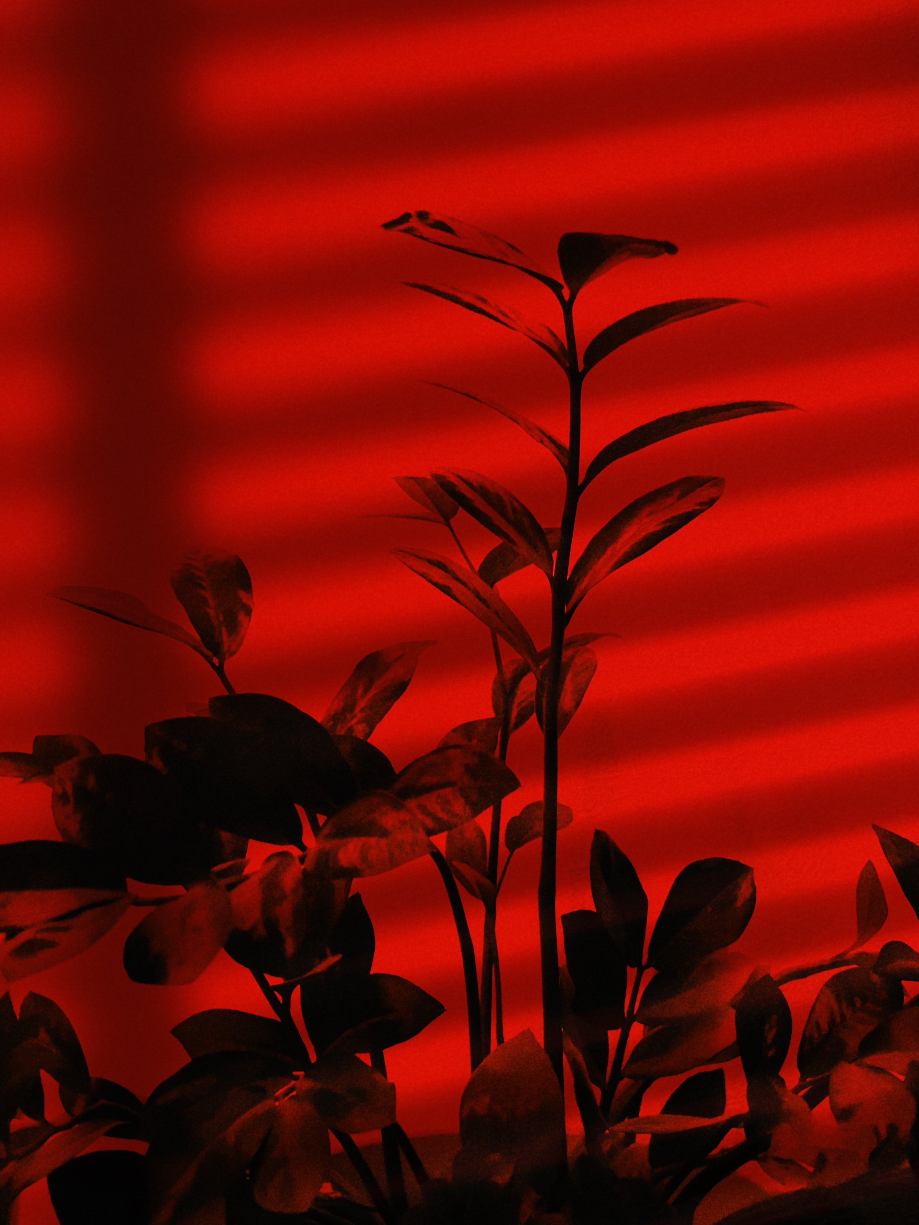 157401 baixar imagens vermelho, plantar, planta, escuro, galhos, ramos - papéis de parede e protetores de tela gratuitamente