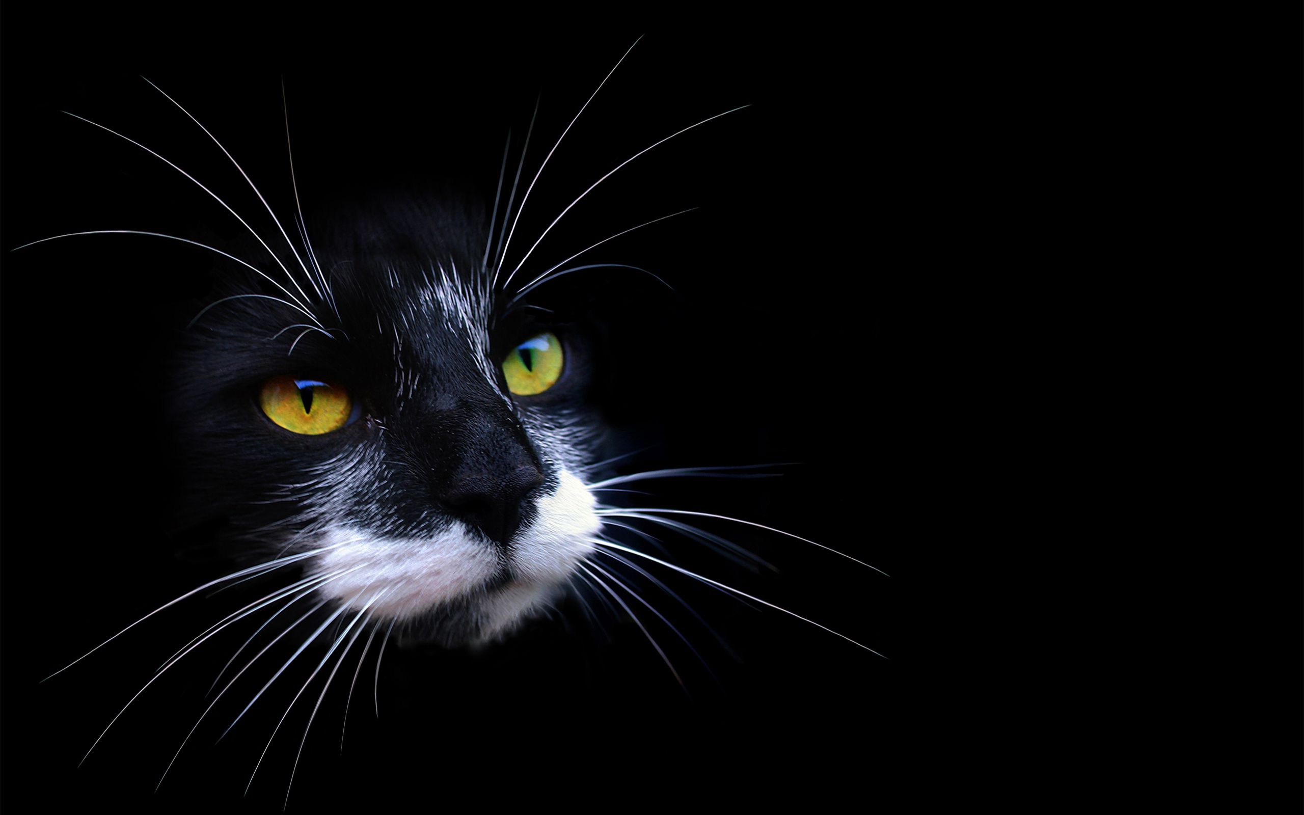 83869 descargar fondo de pantalla color, oscuro, gato, bozal, sombra: protectores de pantalla e imágenes gratis