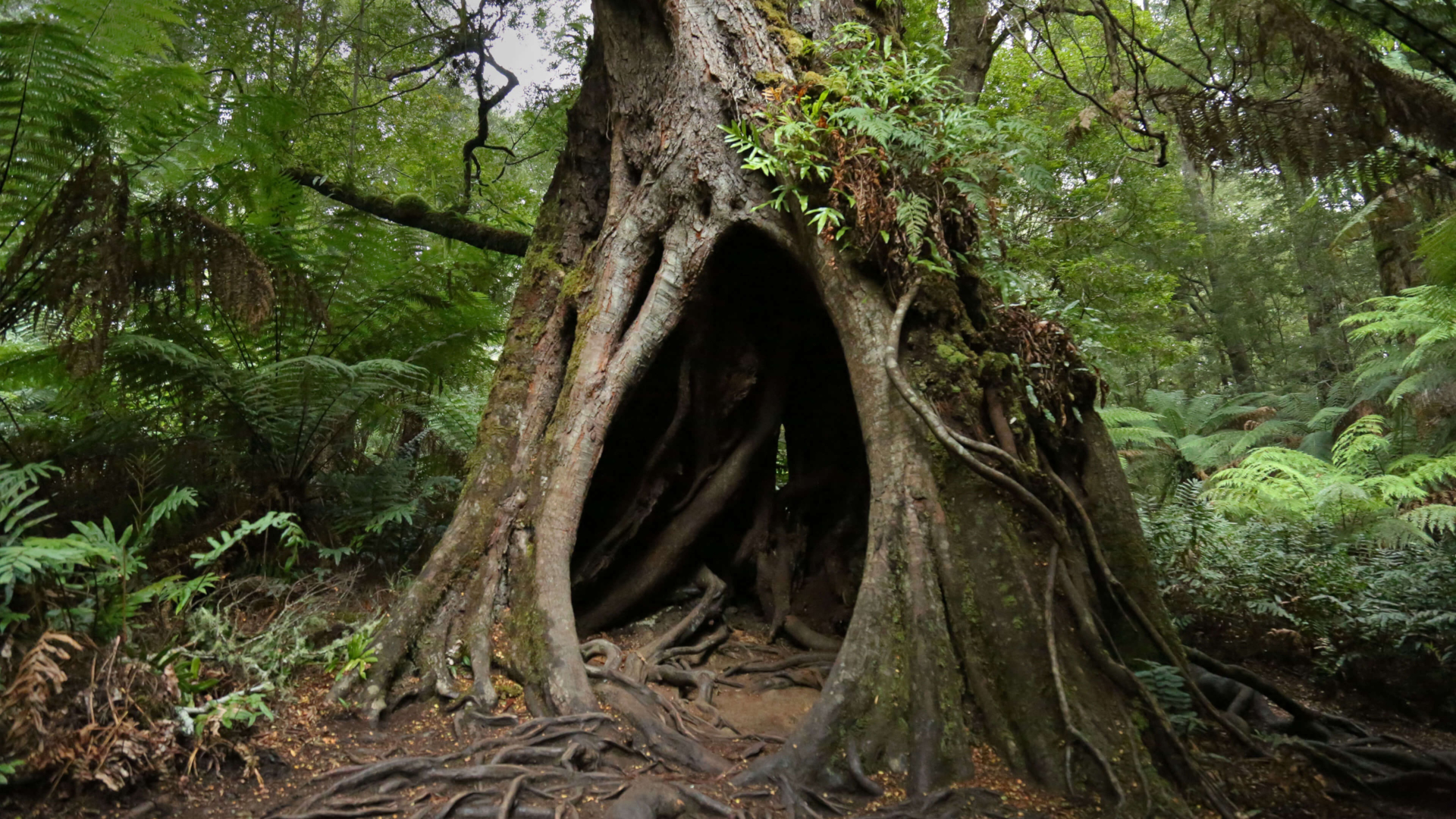 Baixe gratuitamente a imagem Árvores, Árvore, Austrália, Terra/natureza na área de trabalho do seu PC