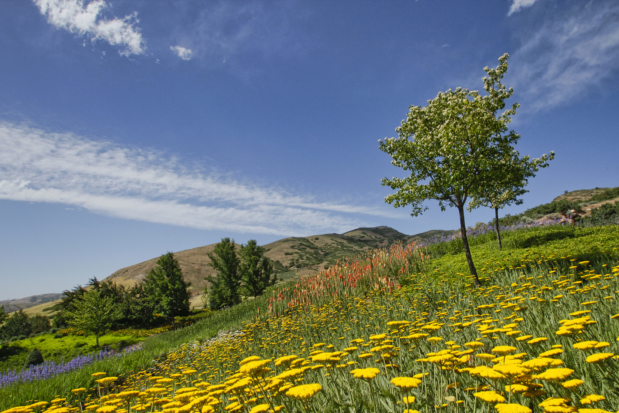 Download mobile wallpaper Flower, Tree, Earth, Utah, Botanic Garden for free.